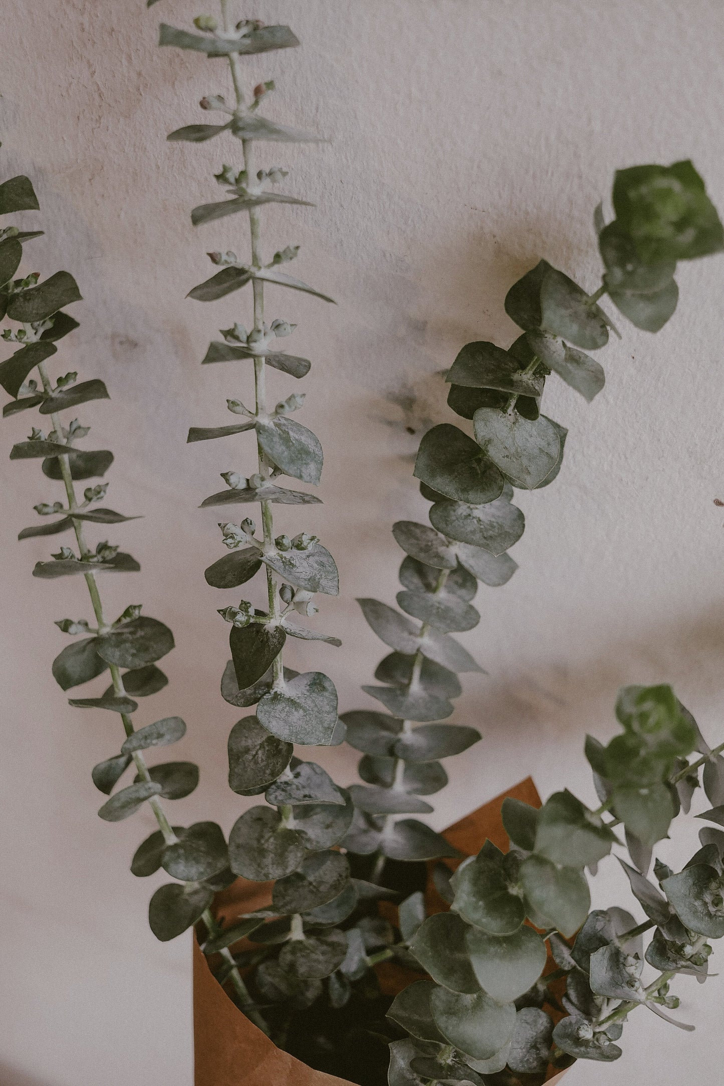 Eucalyptus (Fresh)