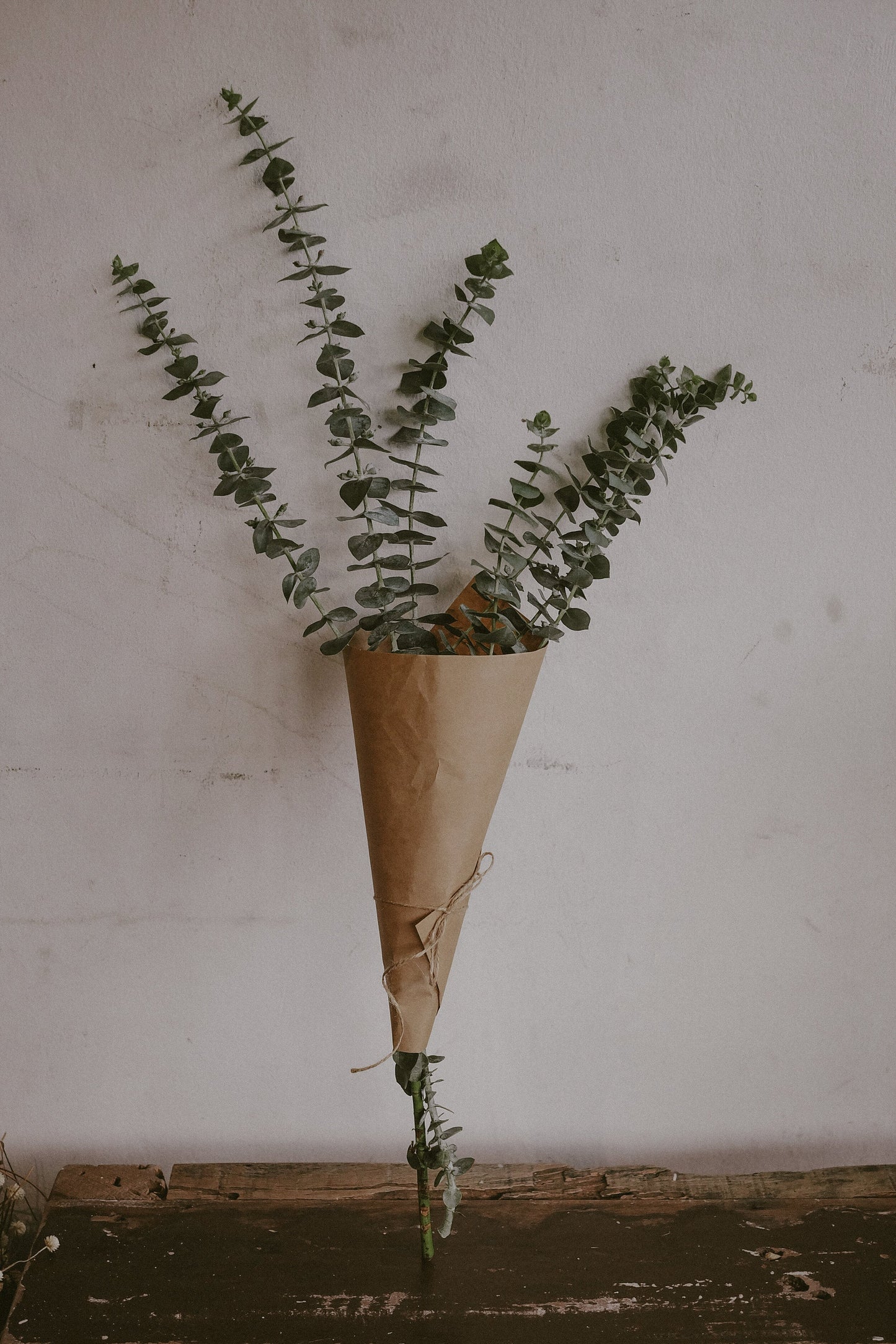 Eucalyptus (Fresh)