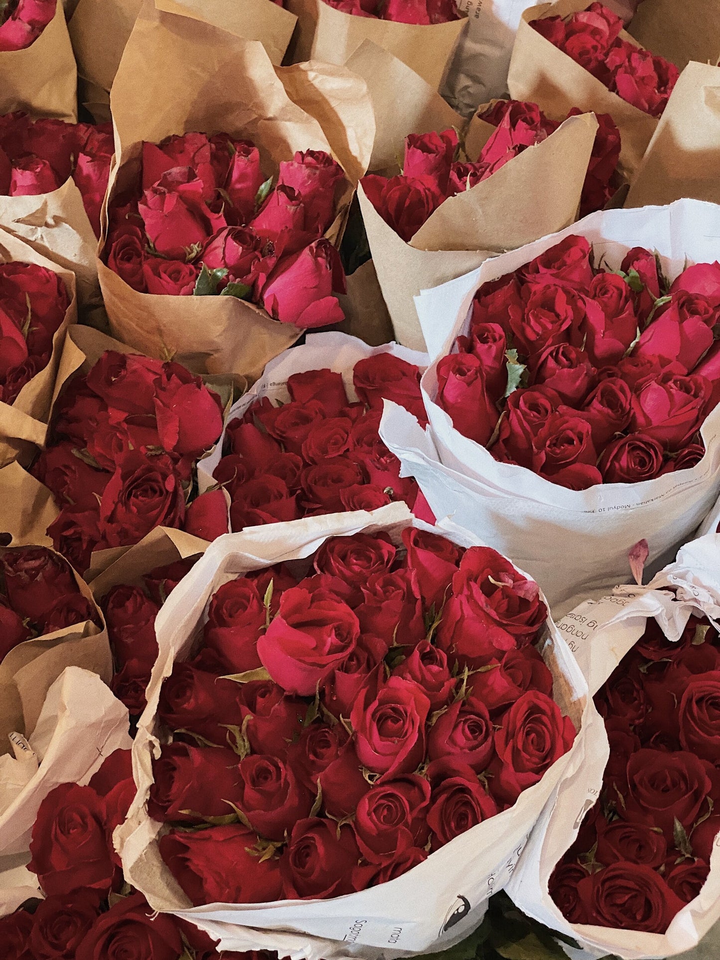 Red Rose (local)