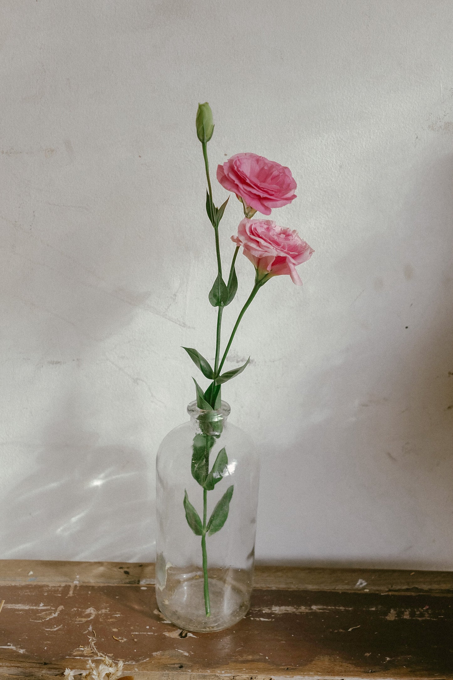 Lisianthus
