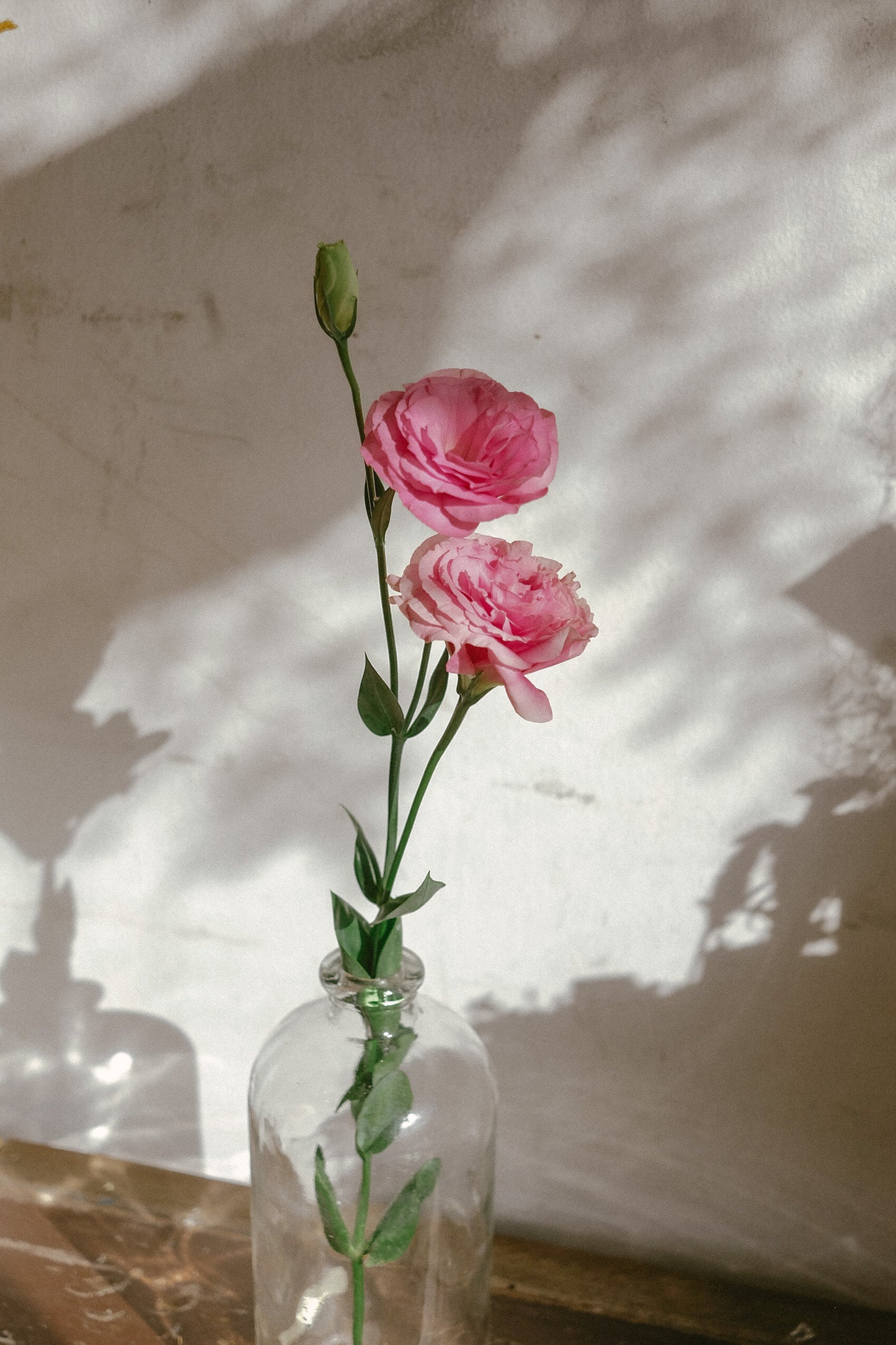 Lisianthus