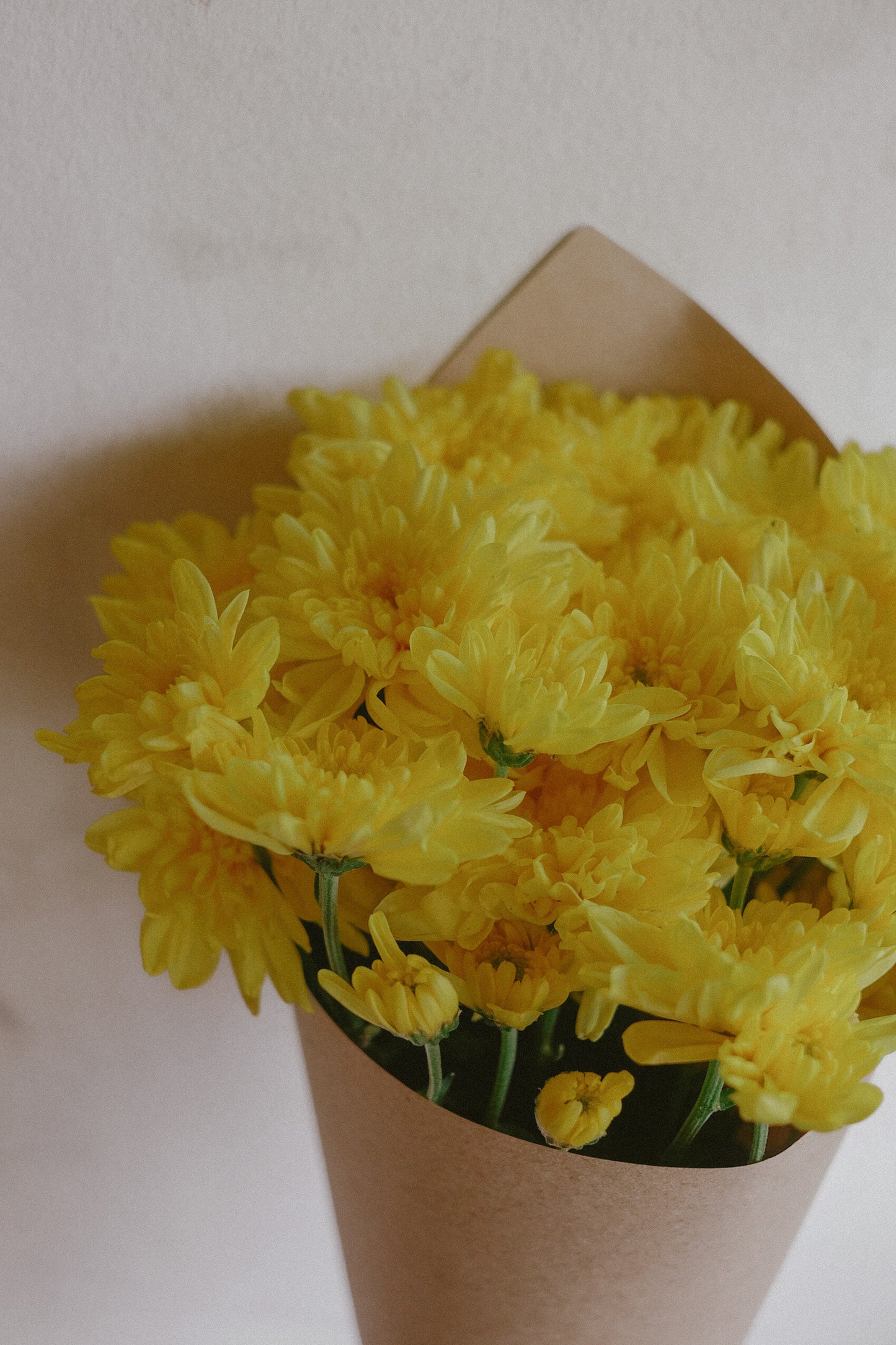 Mums (fresh)