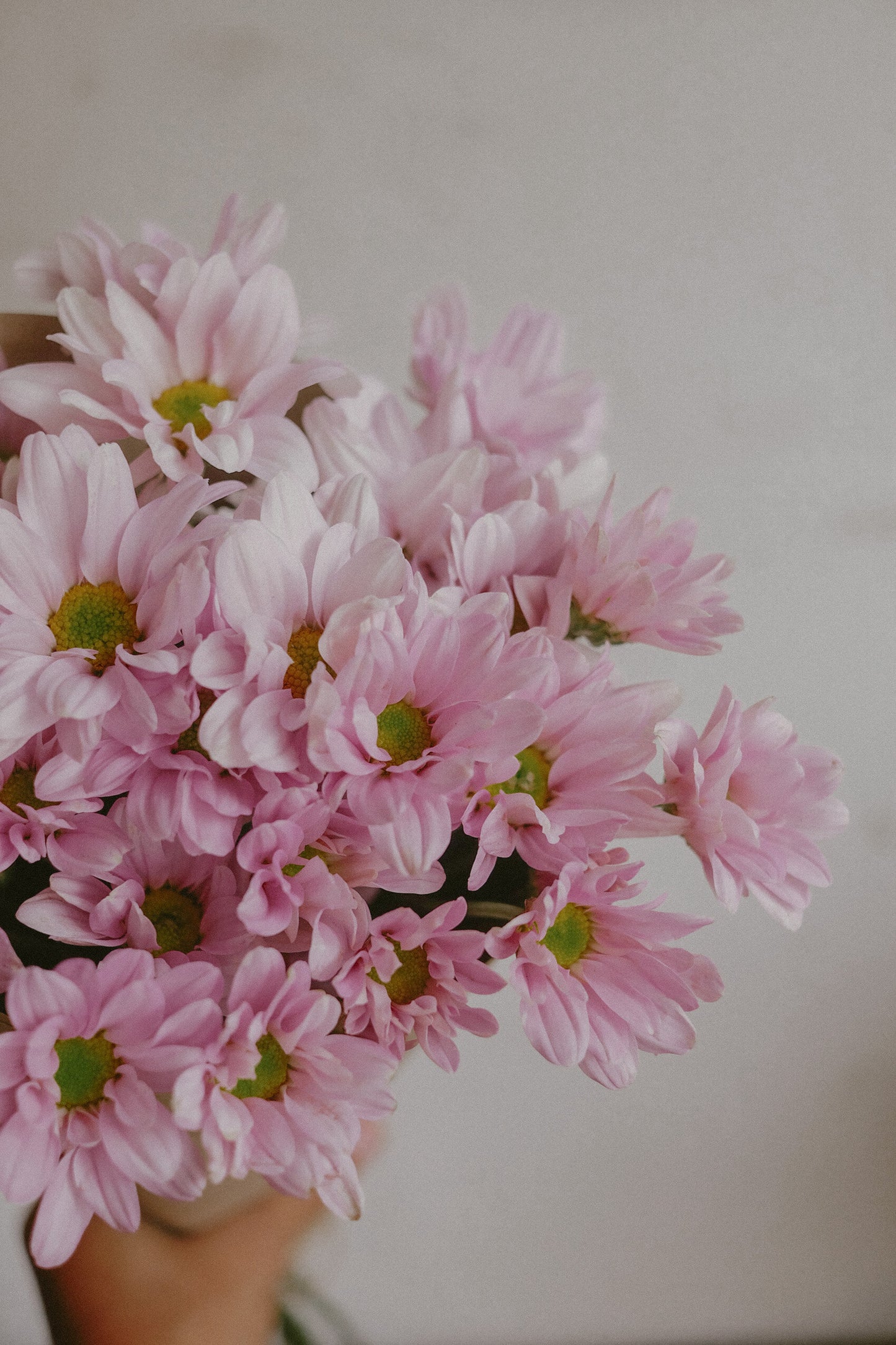 Daisy Mums