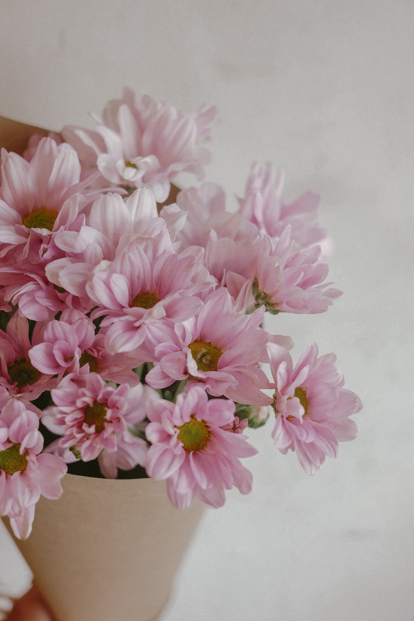 Daisy Mums