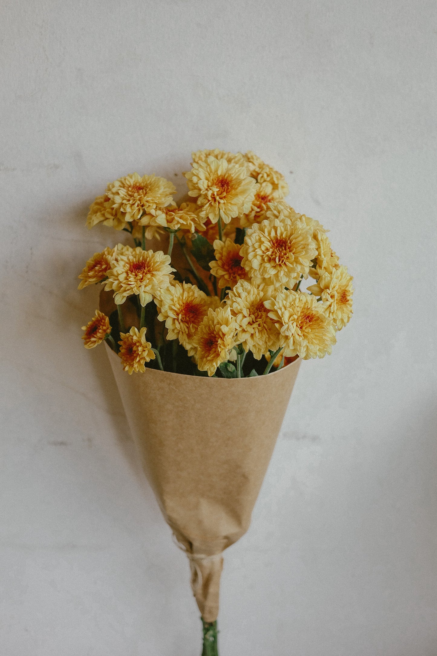 Mums (fresh)