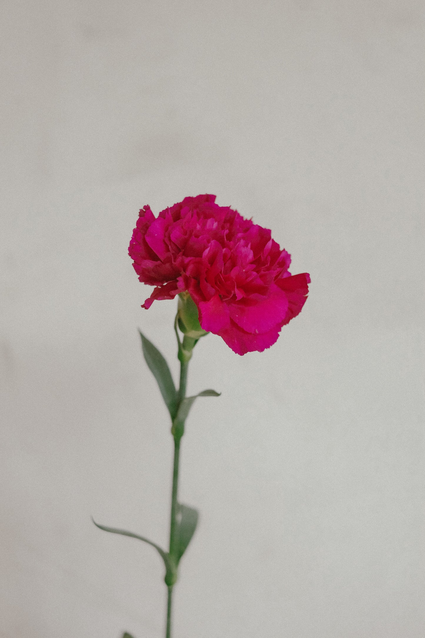 Carnations