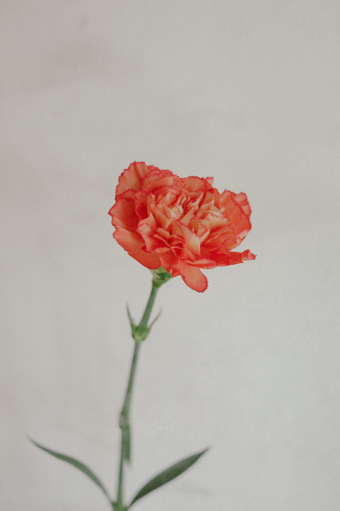 Carnations