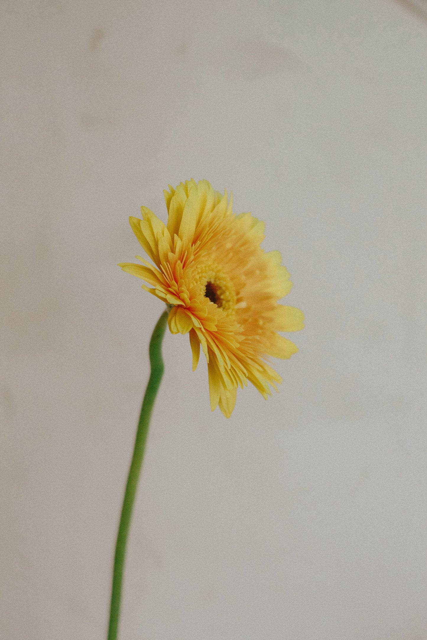 Gerbera