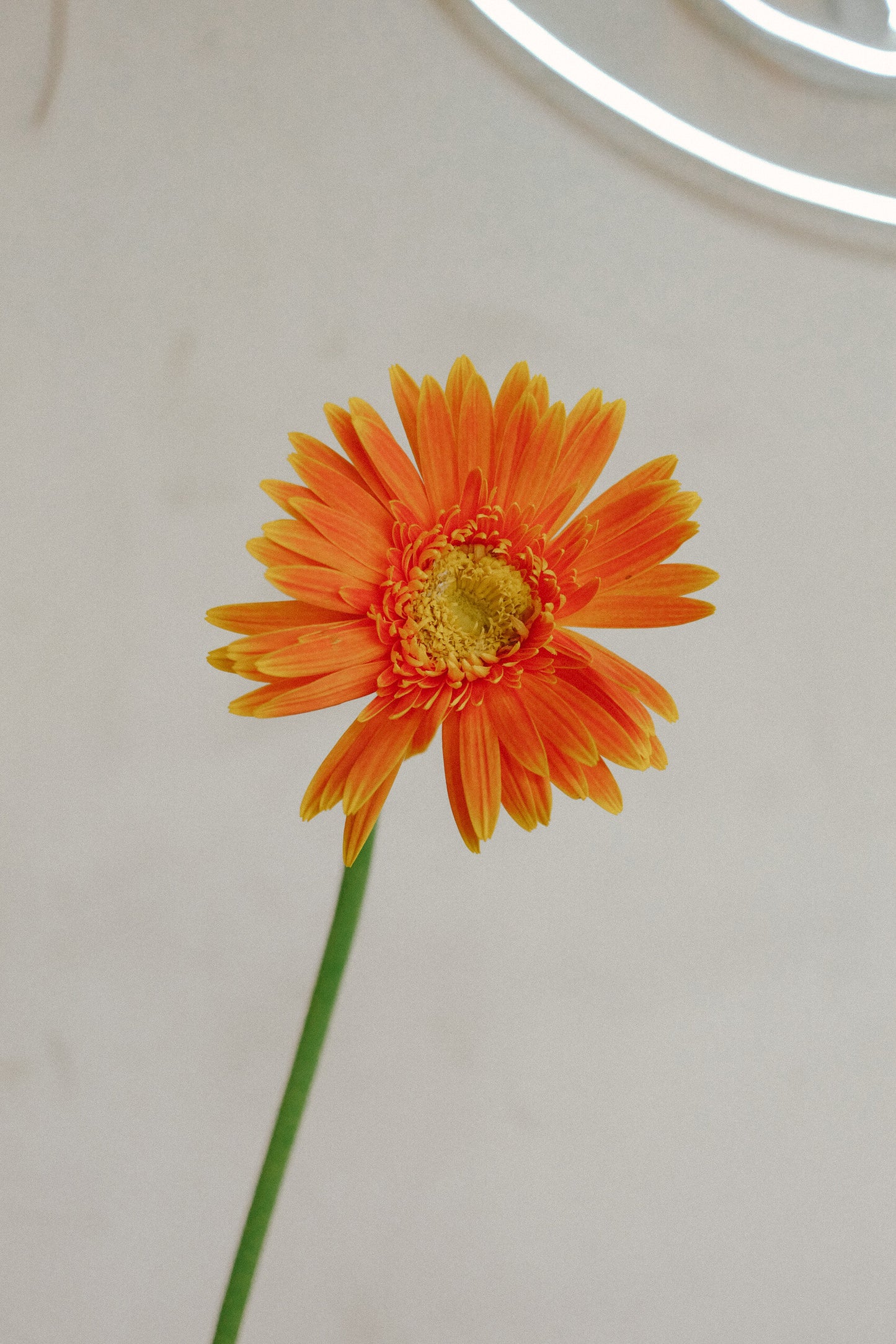 Gerbera