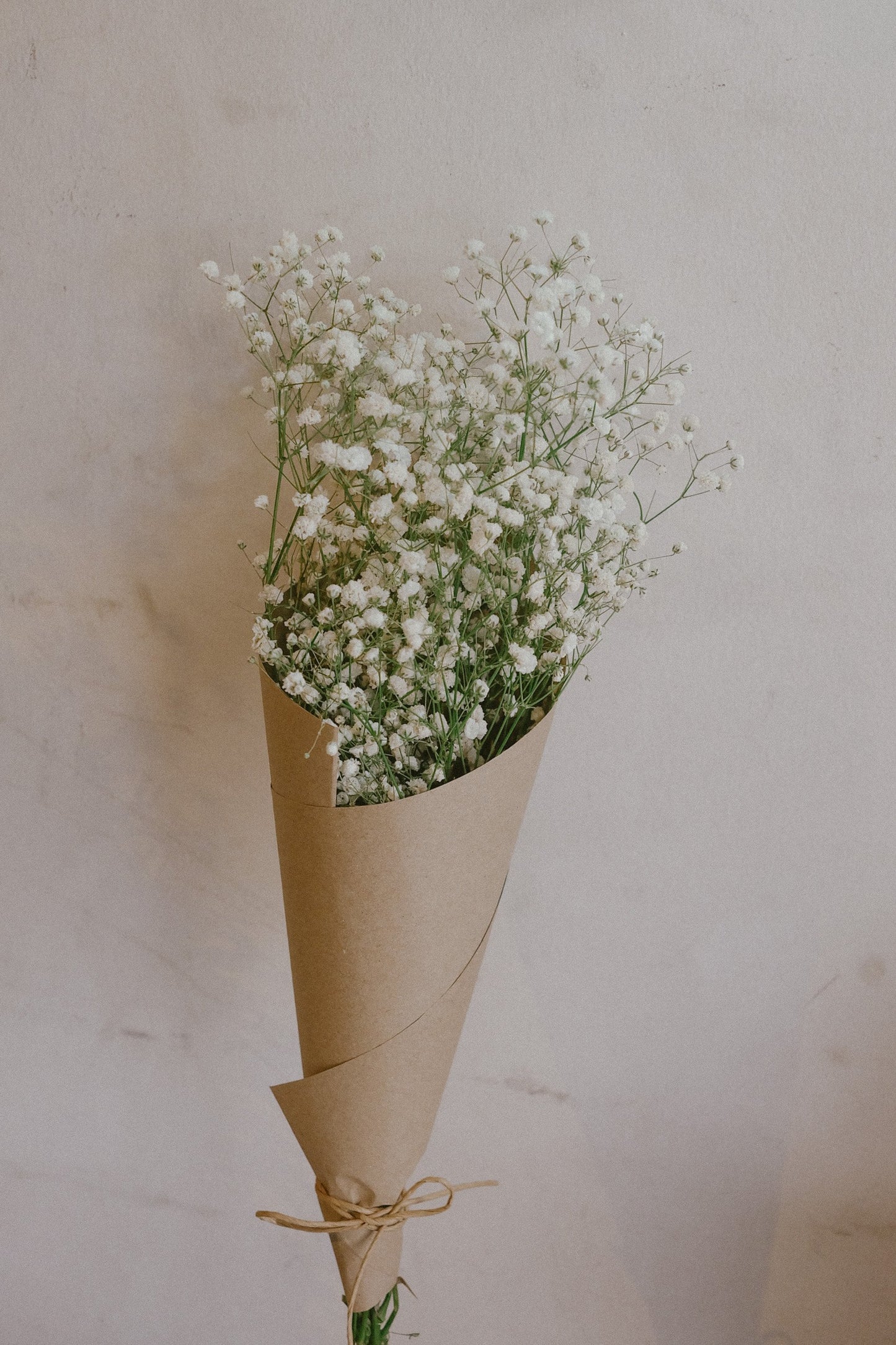 Gypsophila (fresh)