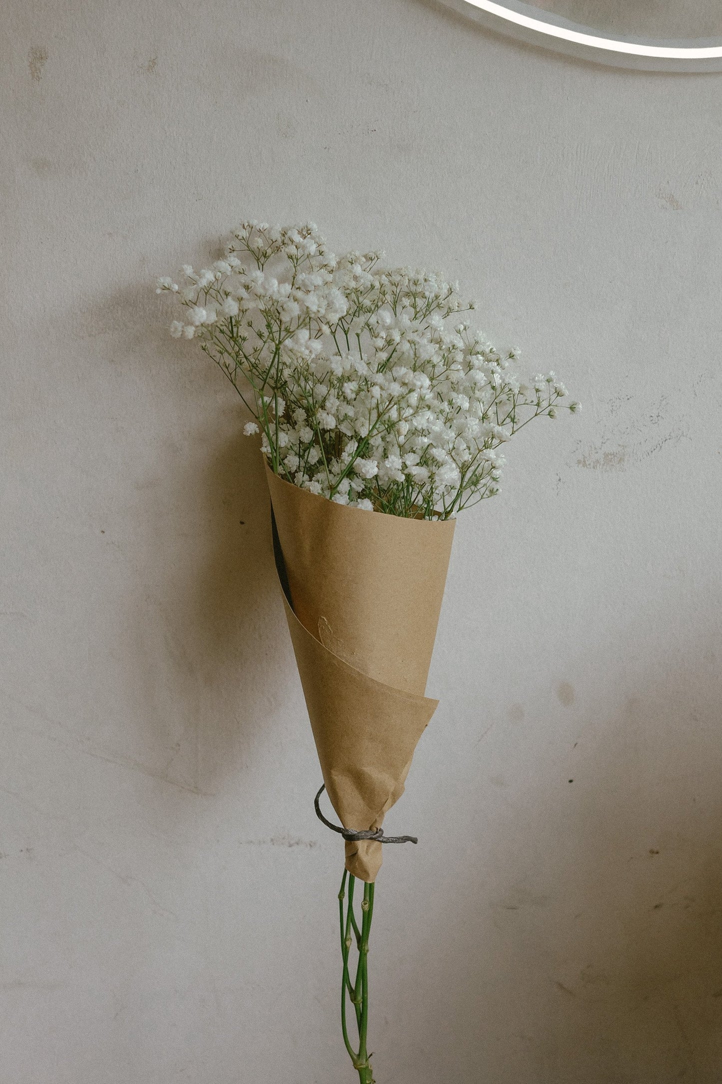 Gypsophila (fresh)