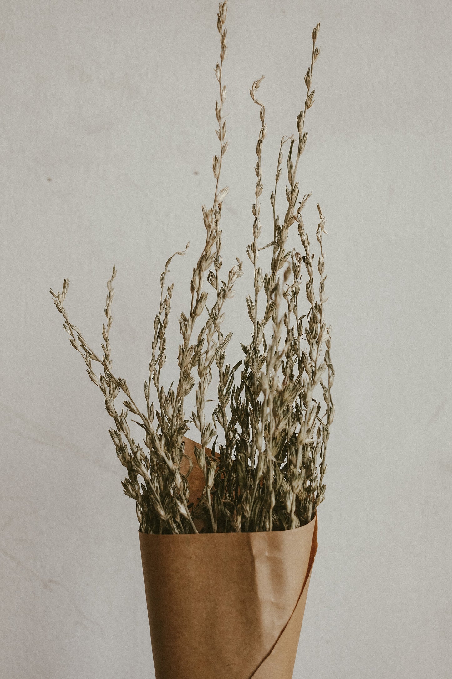 Reed Grass
