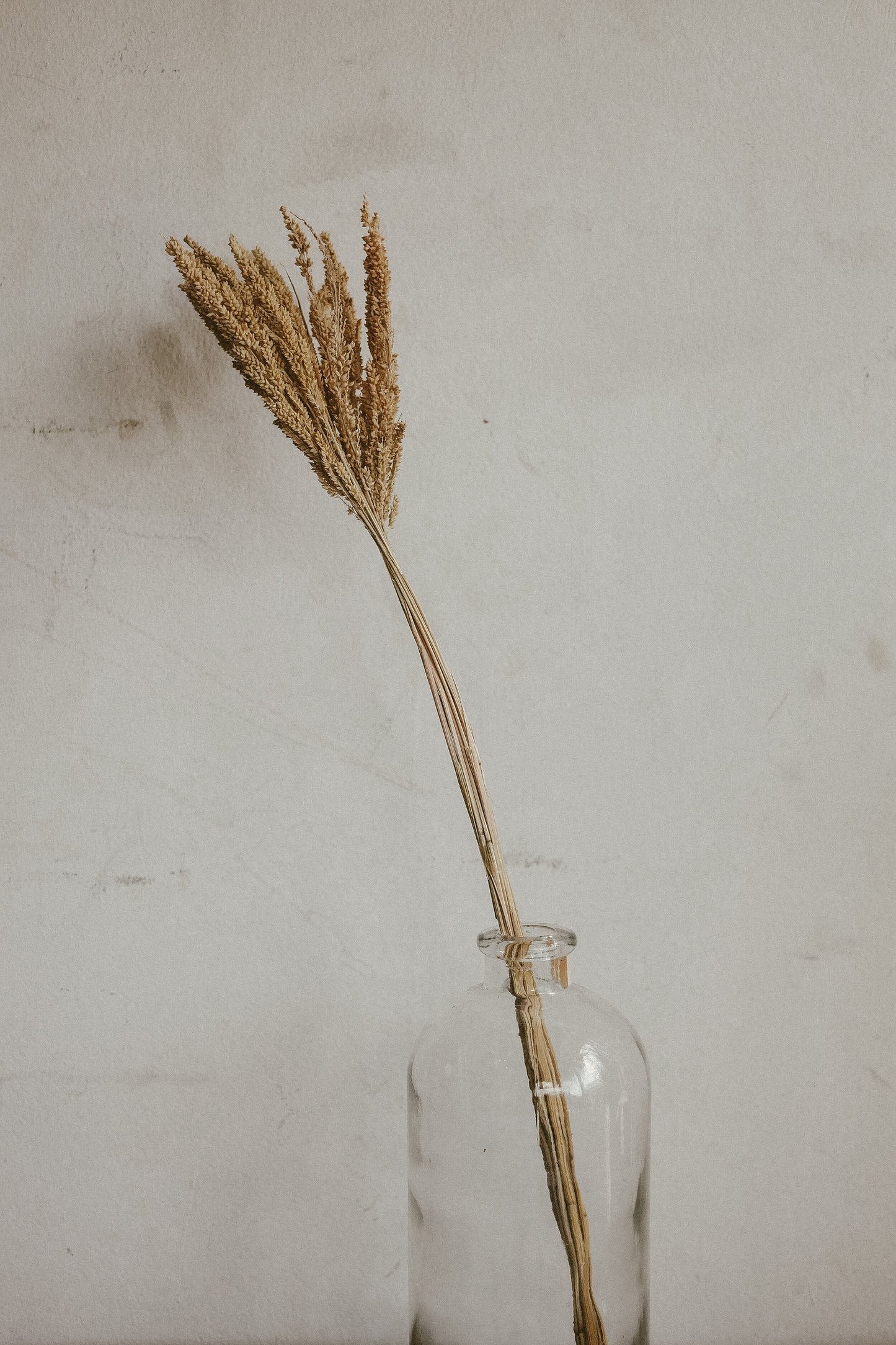 Wheat Grass
