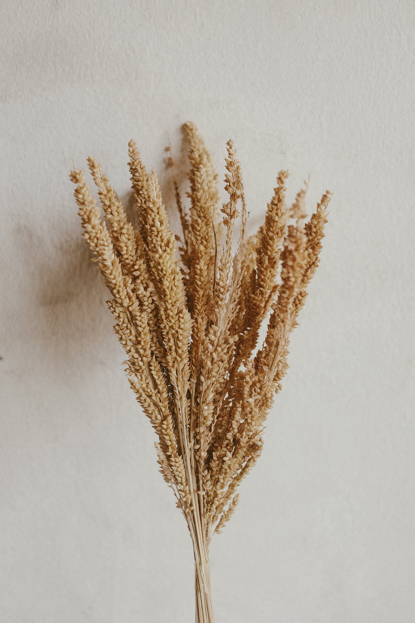 Wheat Grass