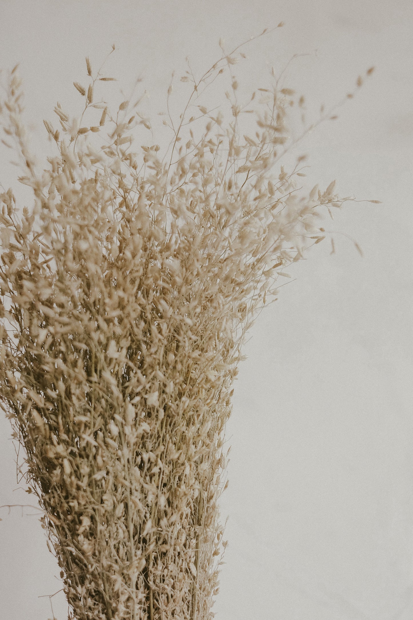 Lovegrass