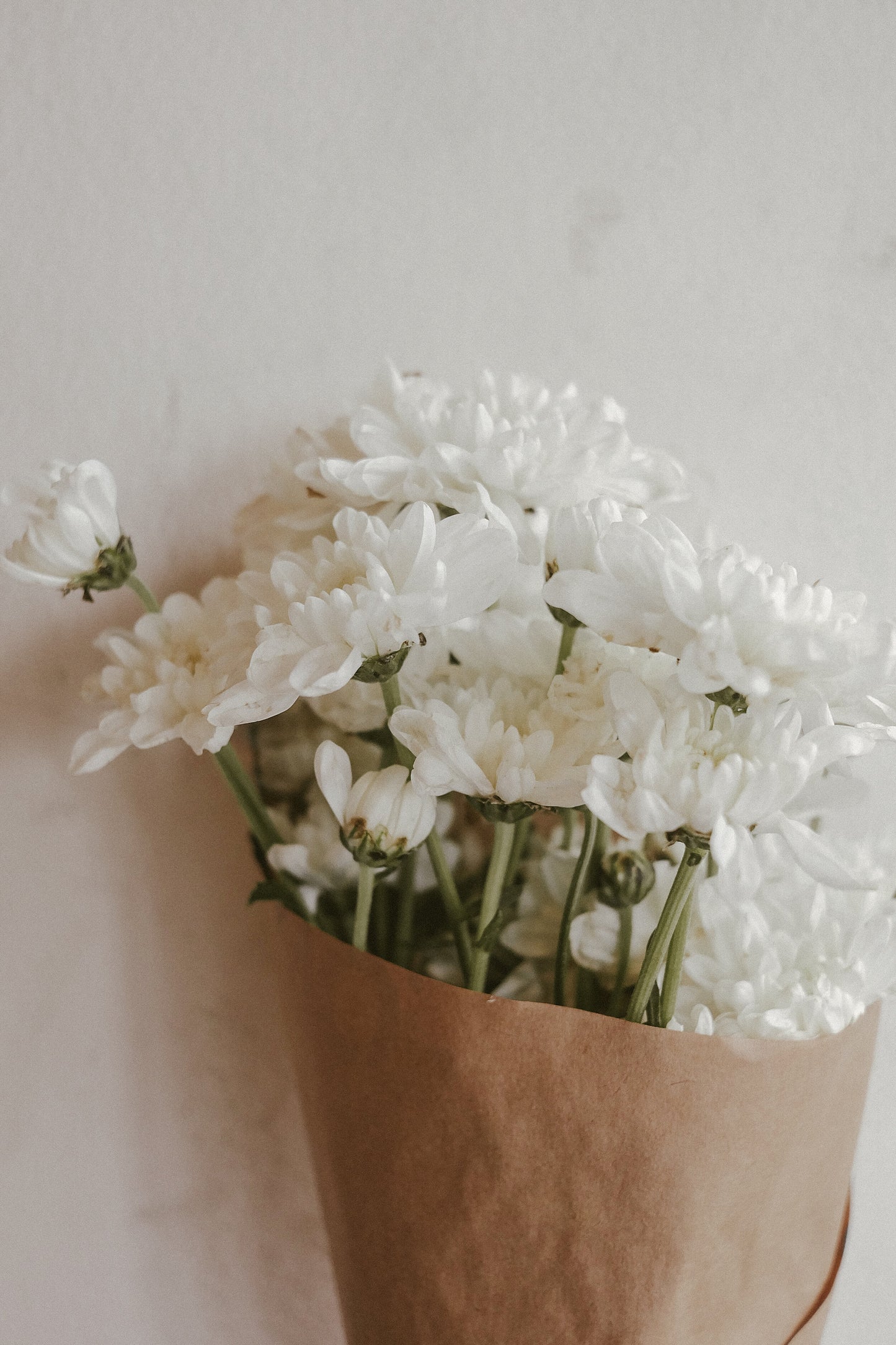 Mums (fresh)