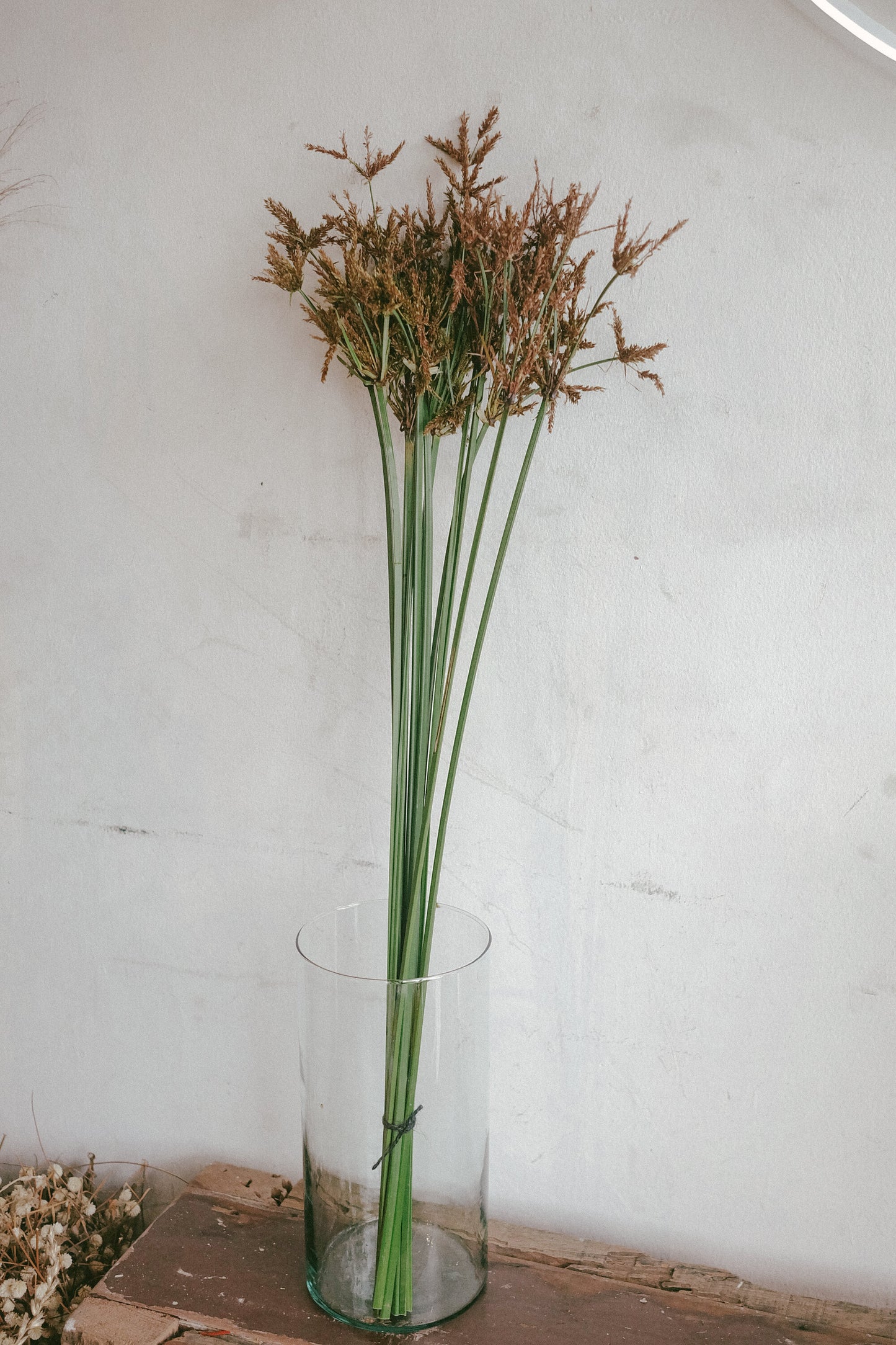 Tall Flatsedge