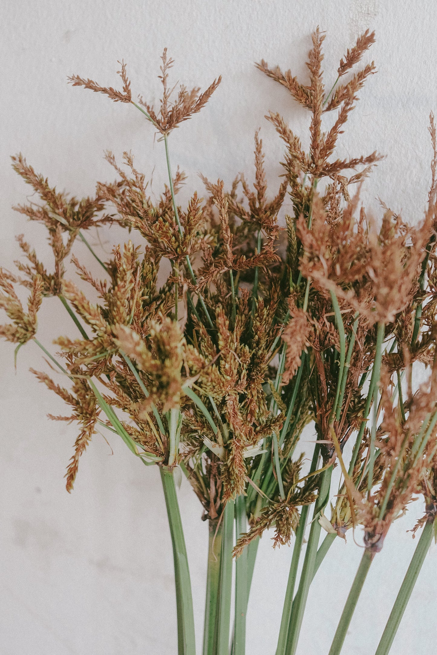 Tall Flatsedge