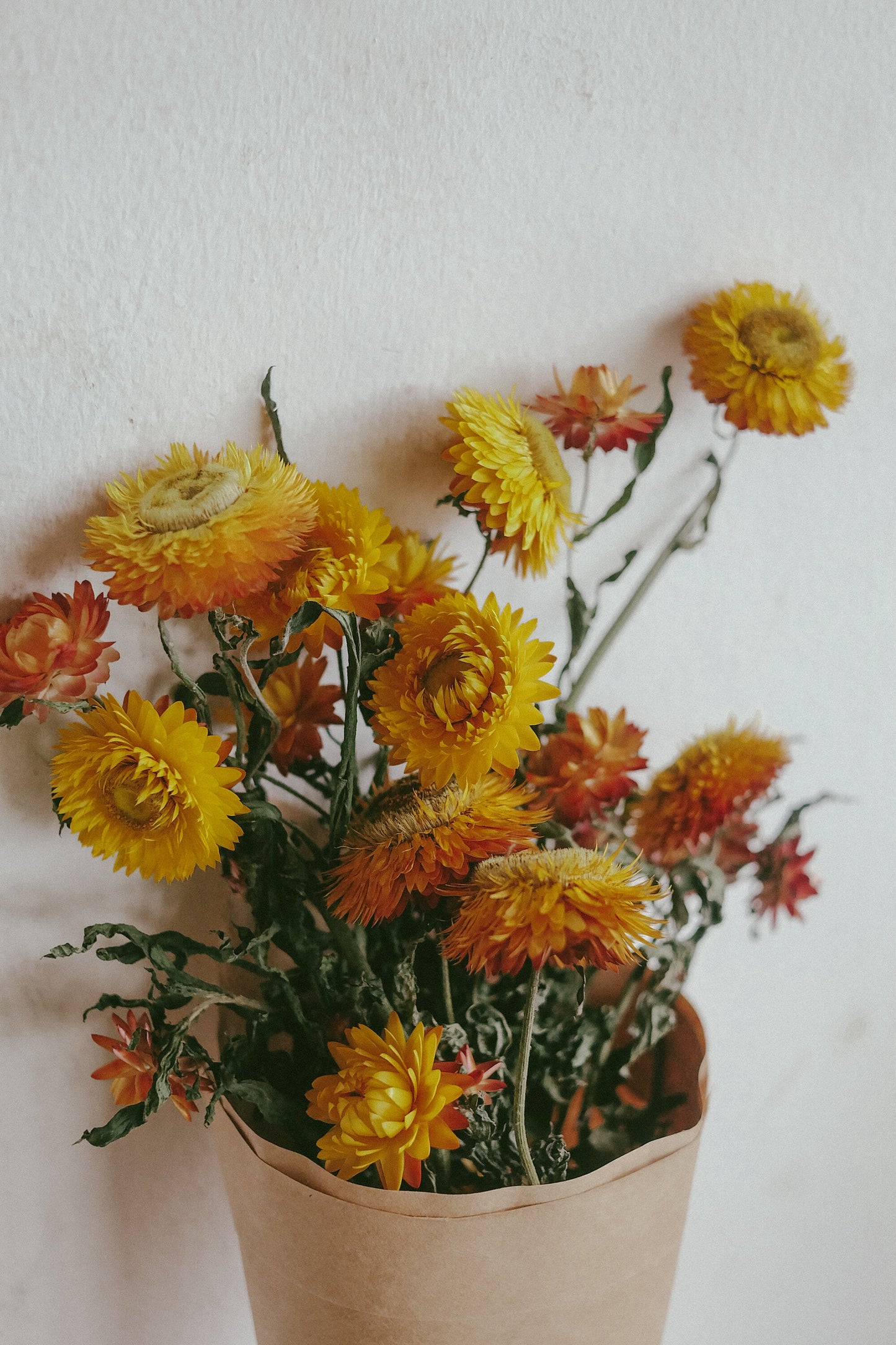 Everlasting (Dried)