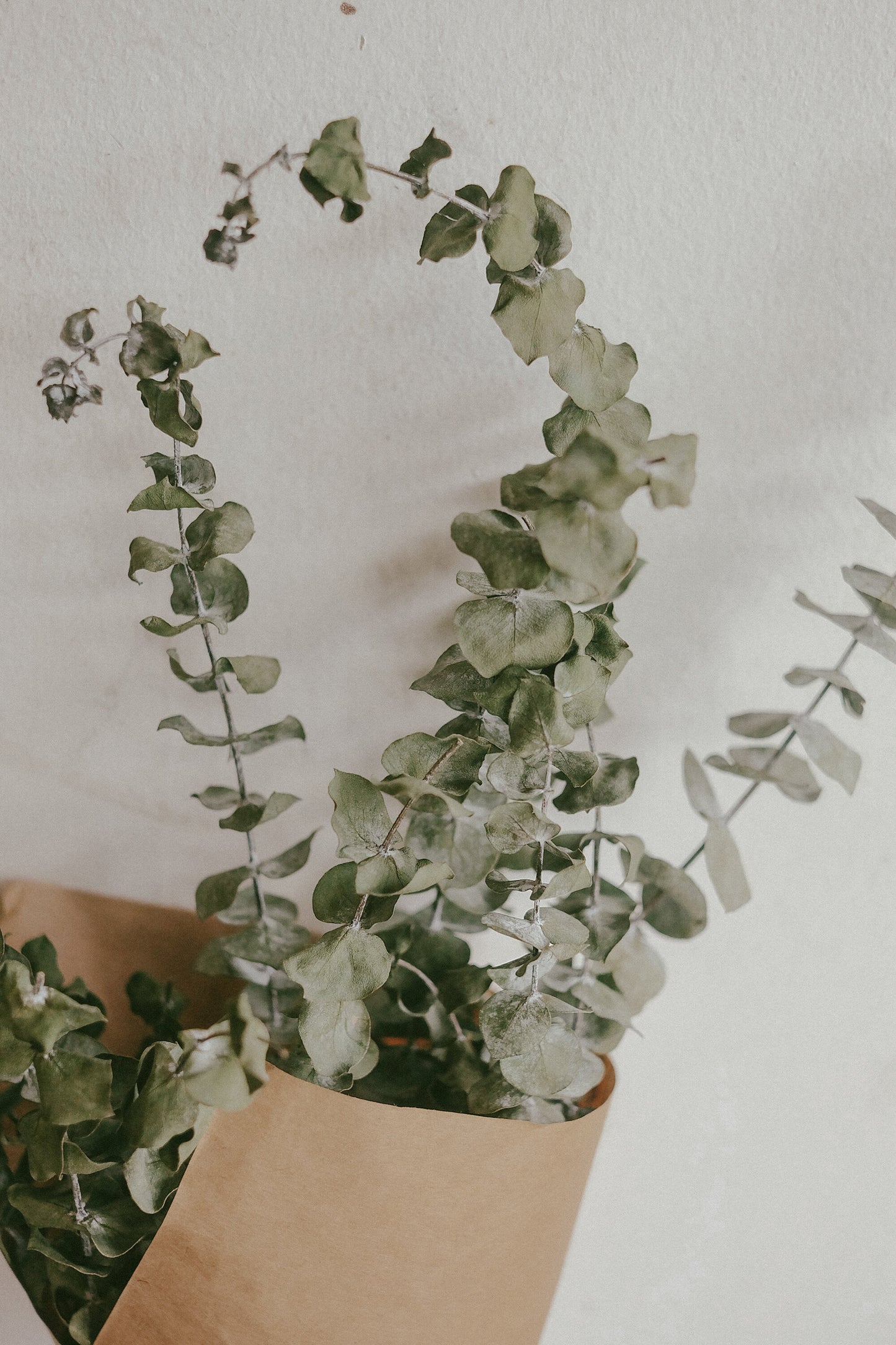 Eucalyptus (Dried)