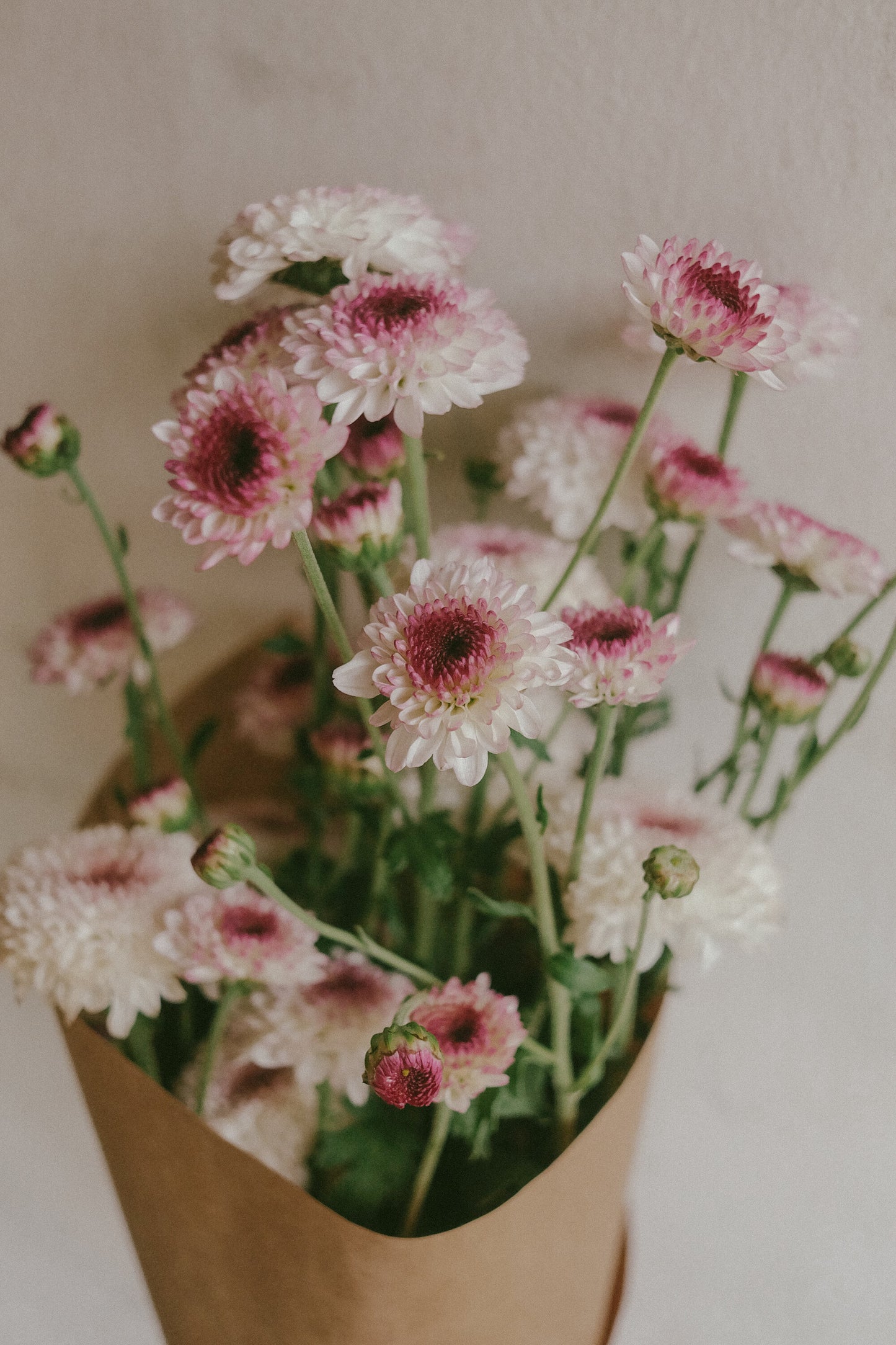 Mums (fresh)