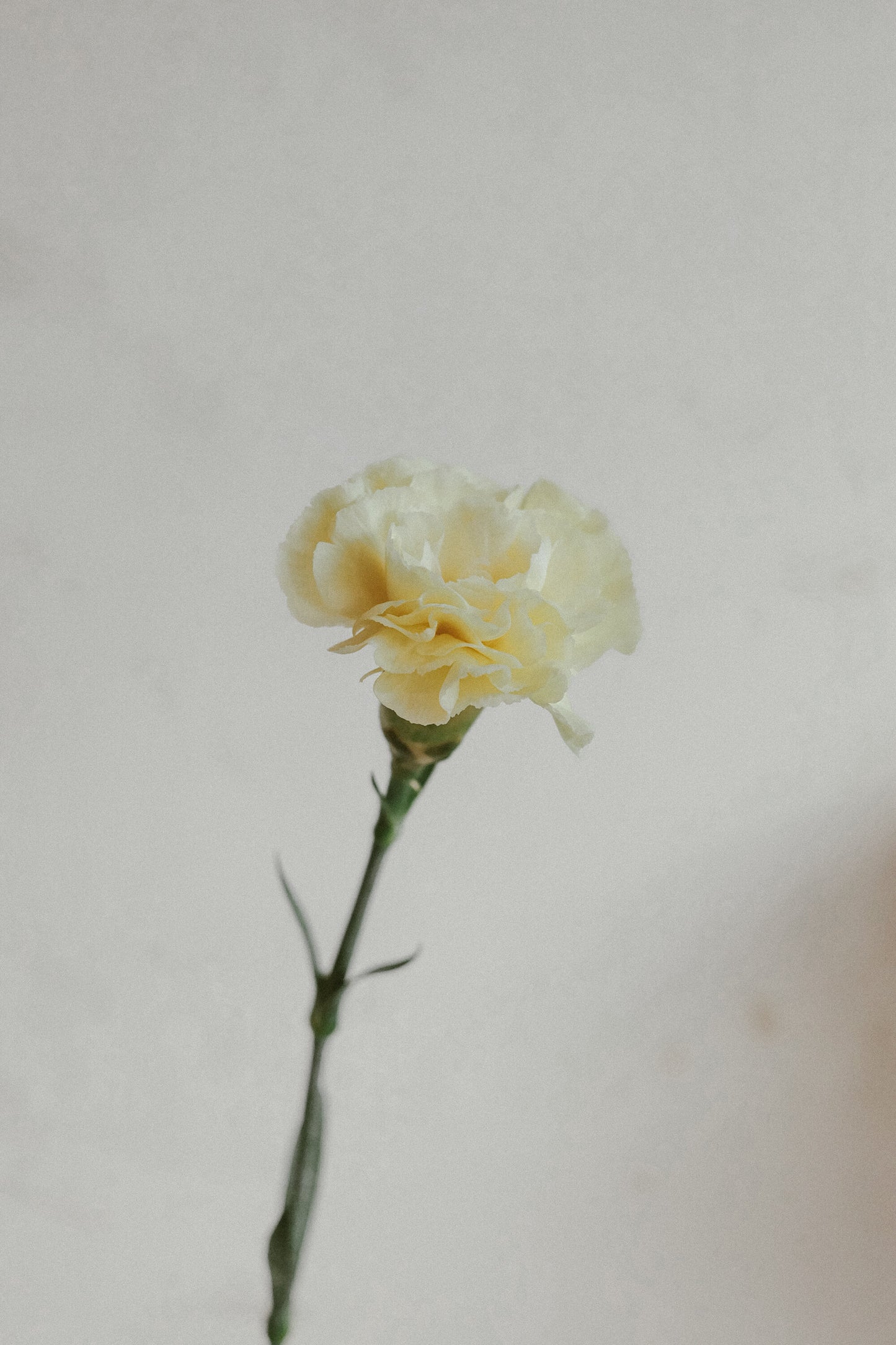 Carnations