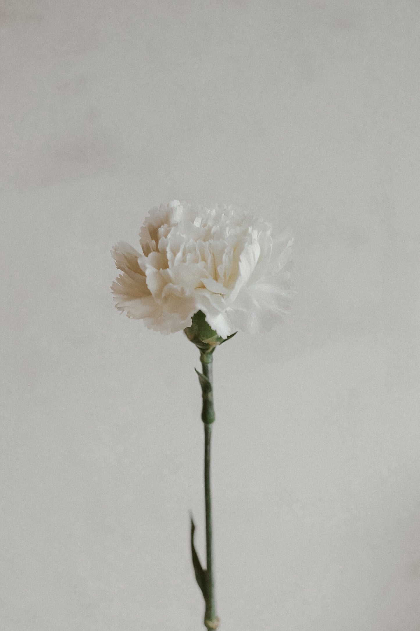 Carnations