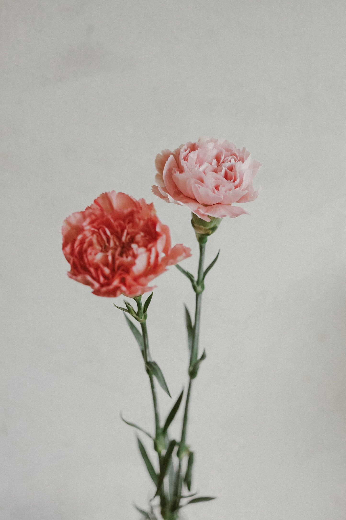 Carnations