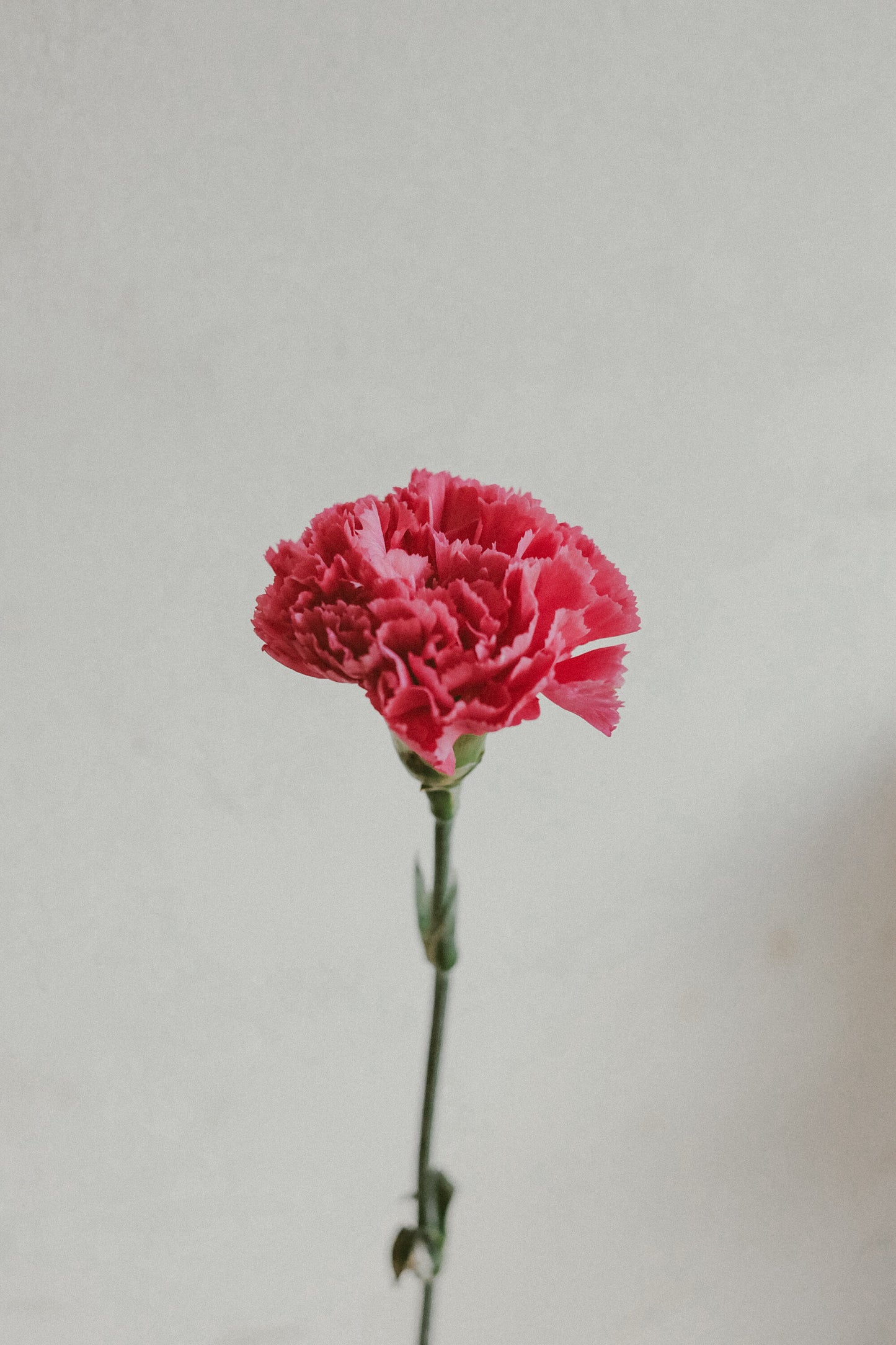 Carnations