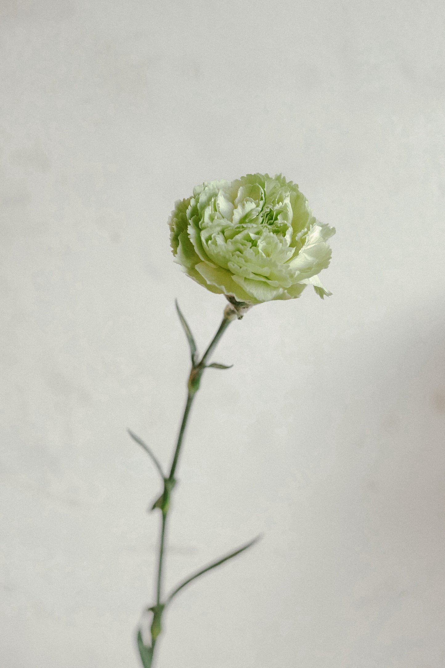 Carnations