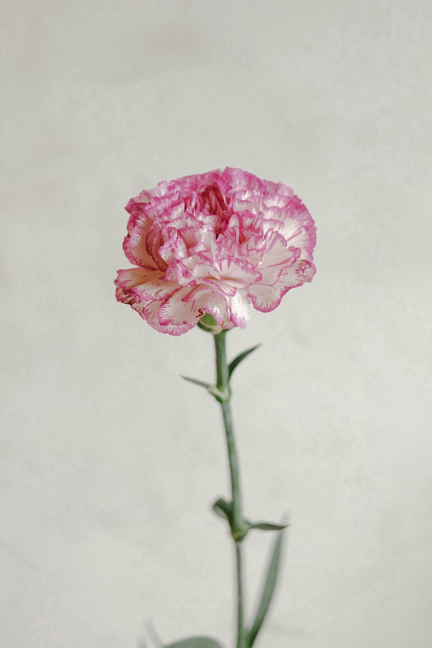 Carnations