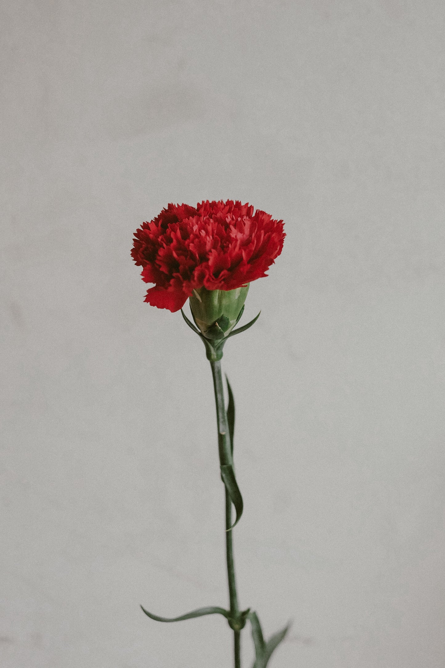 Carnations