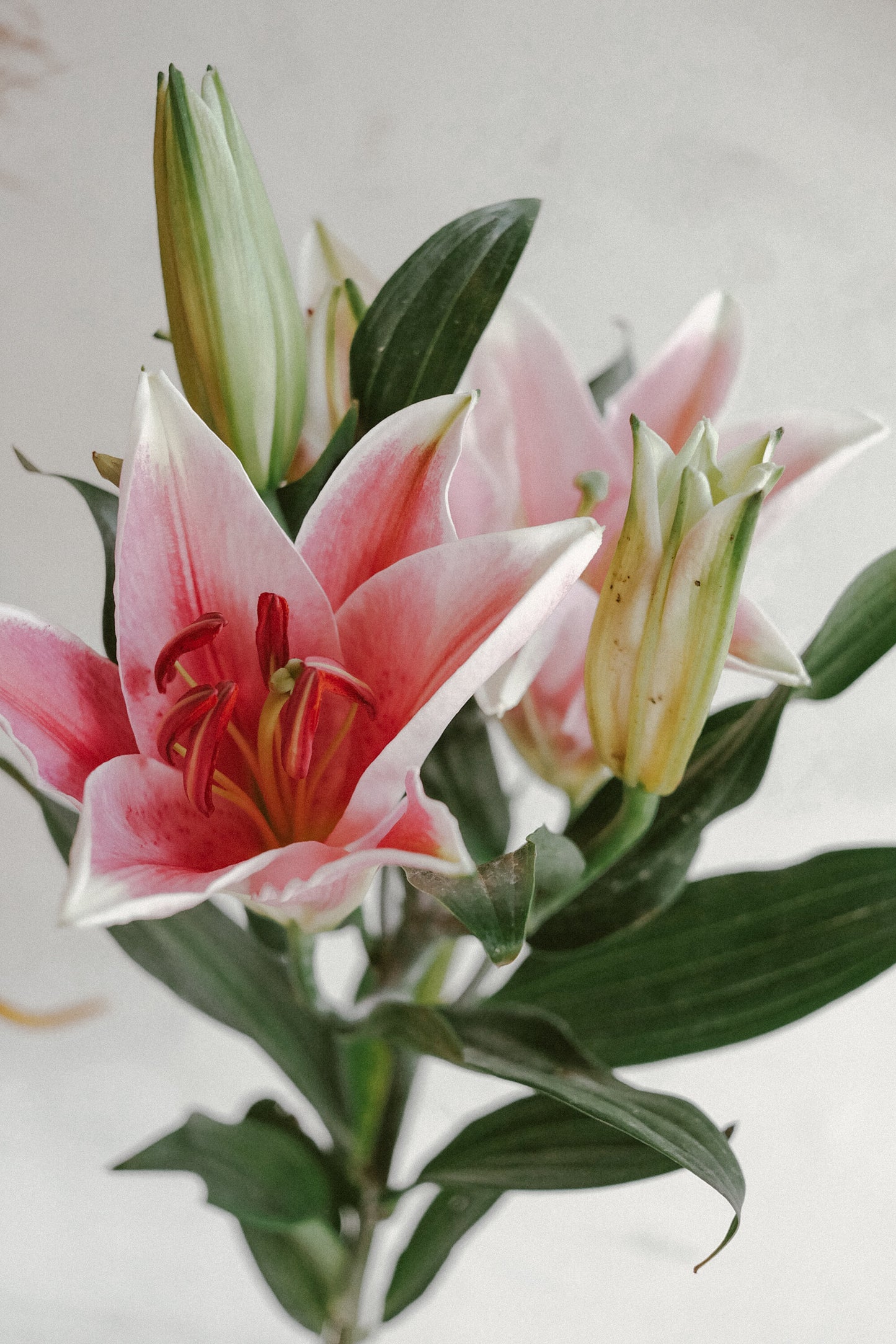 Lily