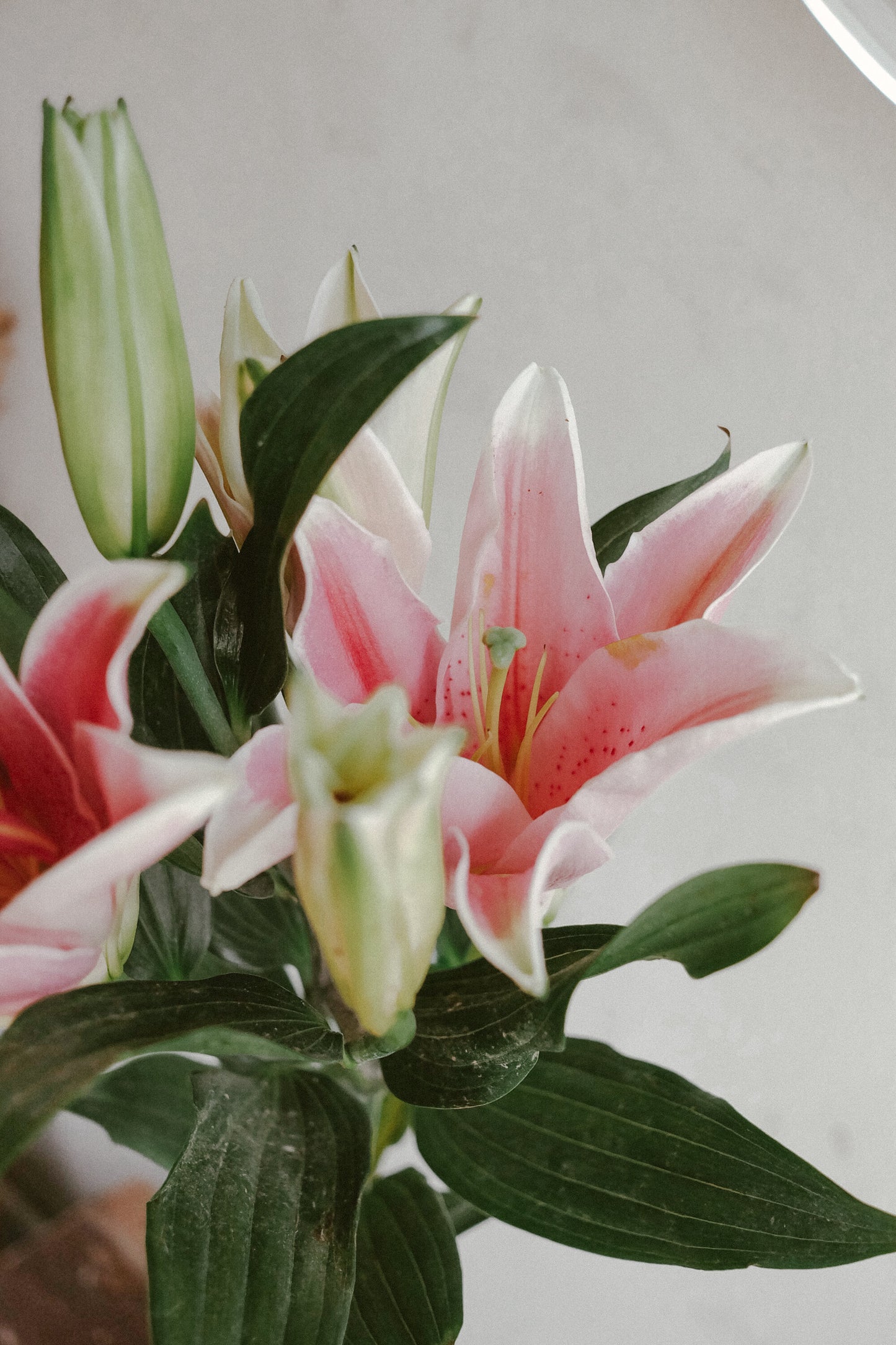 Lily