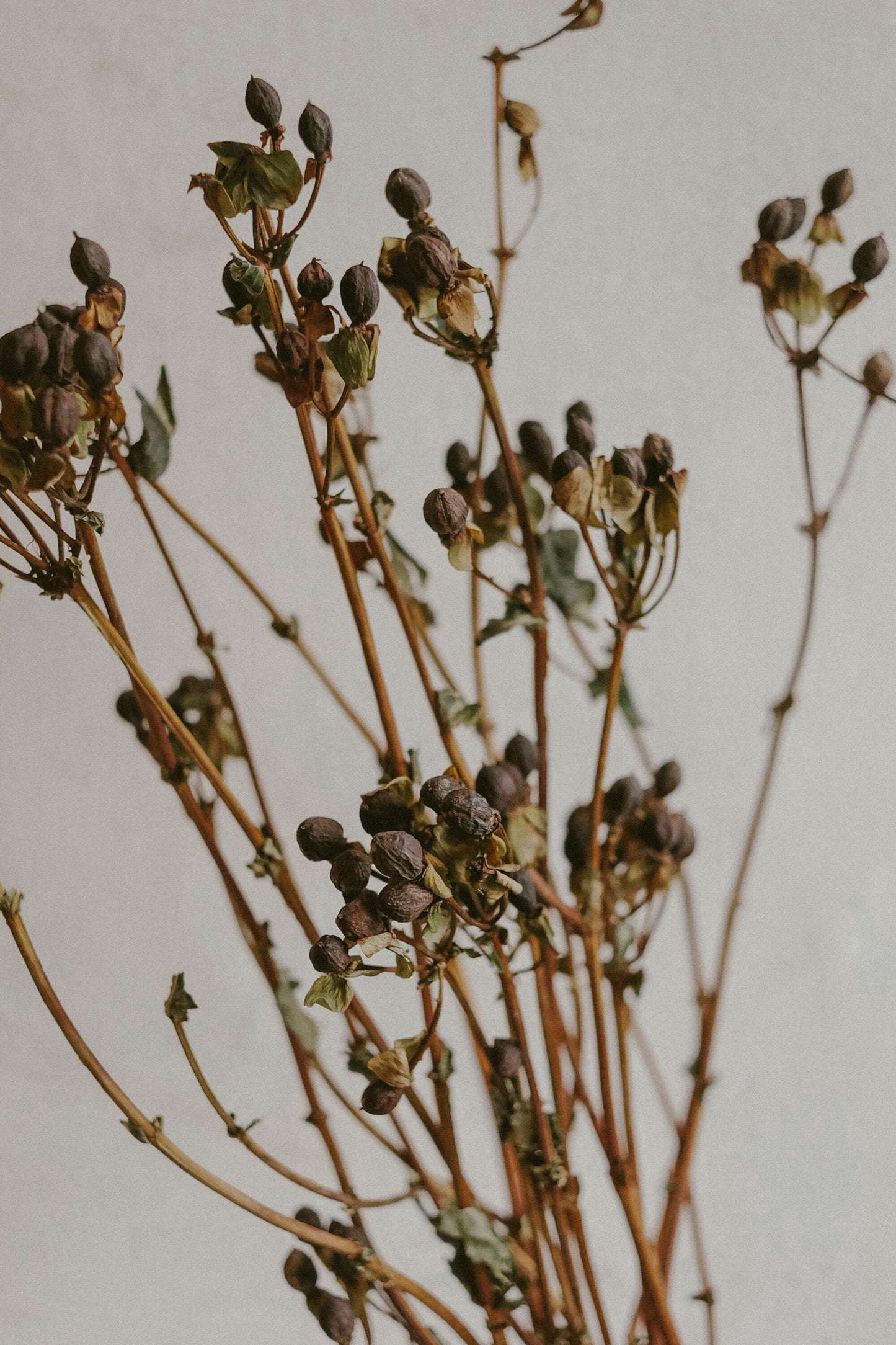 Tutsan Berries (dried)