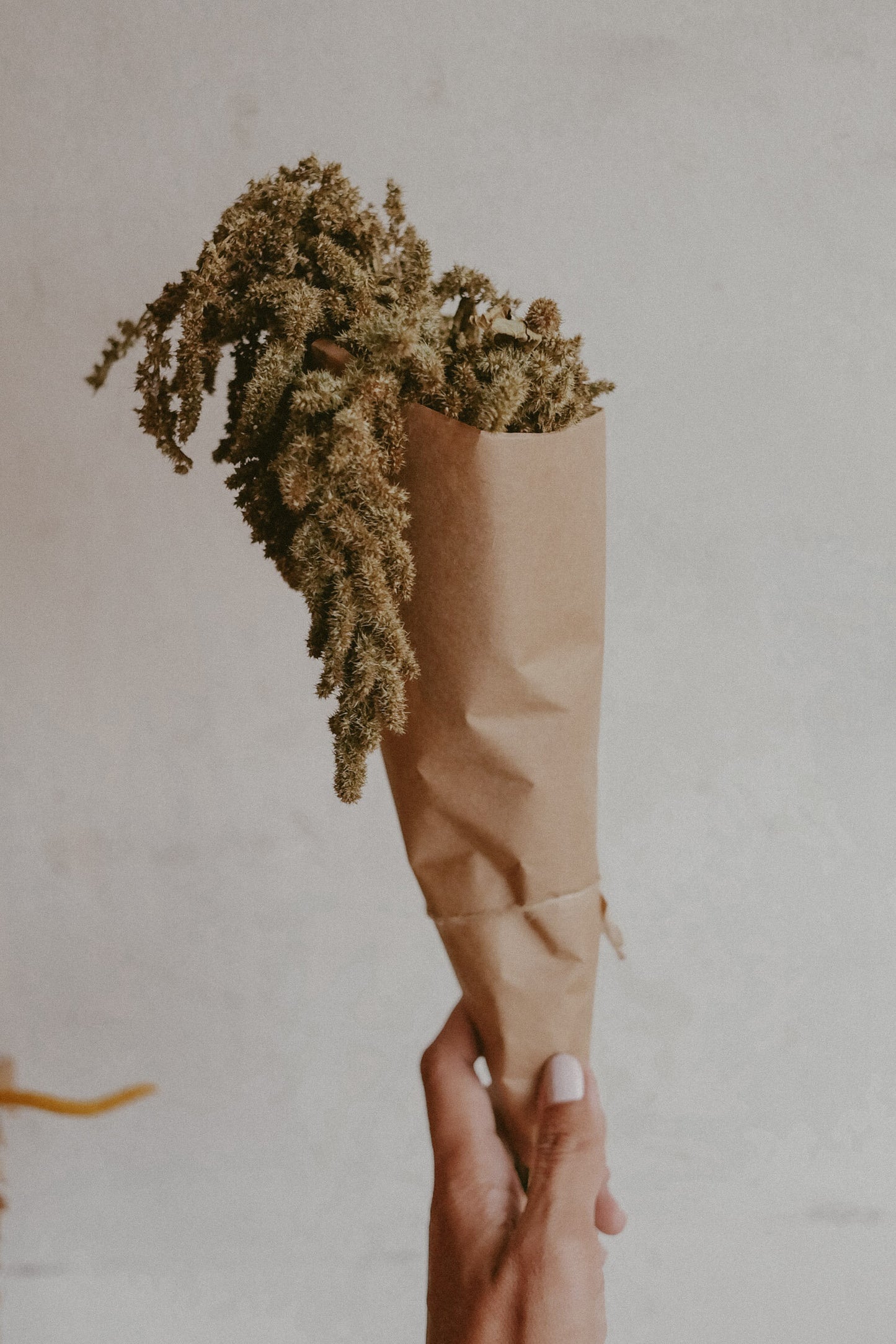 Amaranthus (dried)