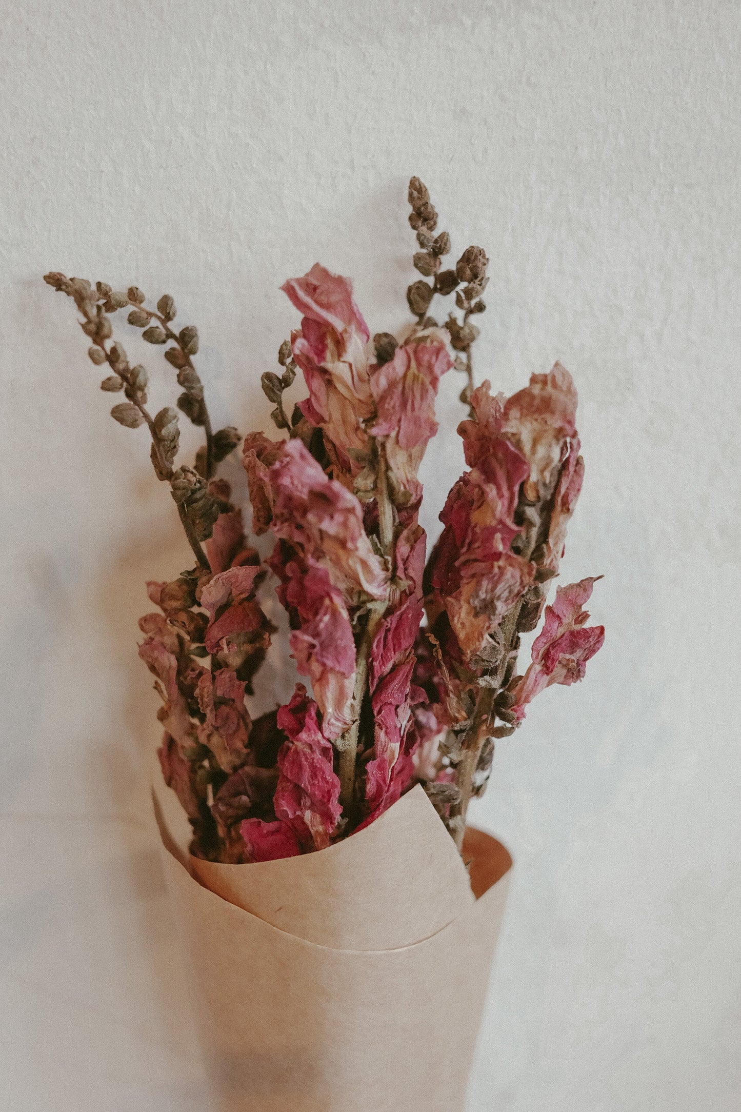 Snapdragon (dried)