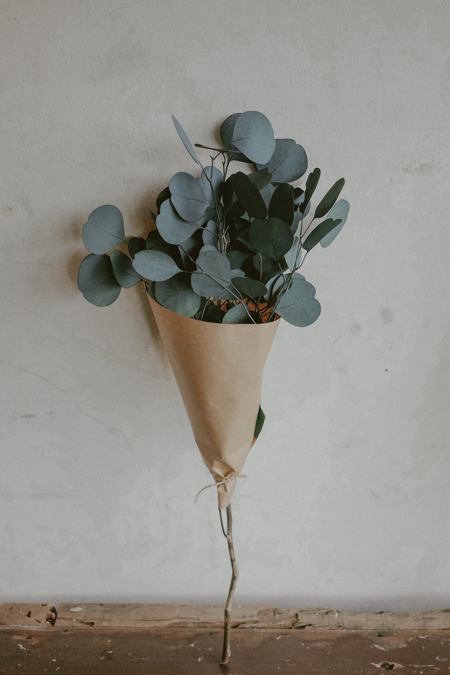 Silver Dollar Eucalyptus (dried)