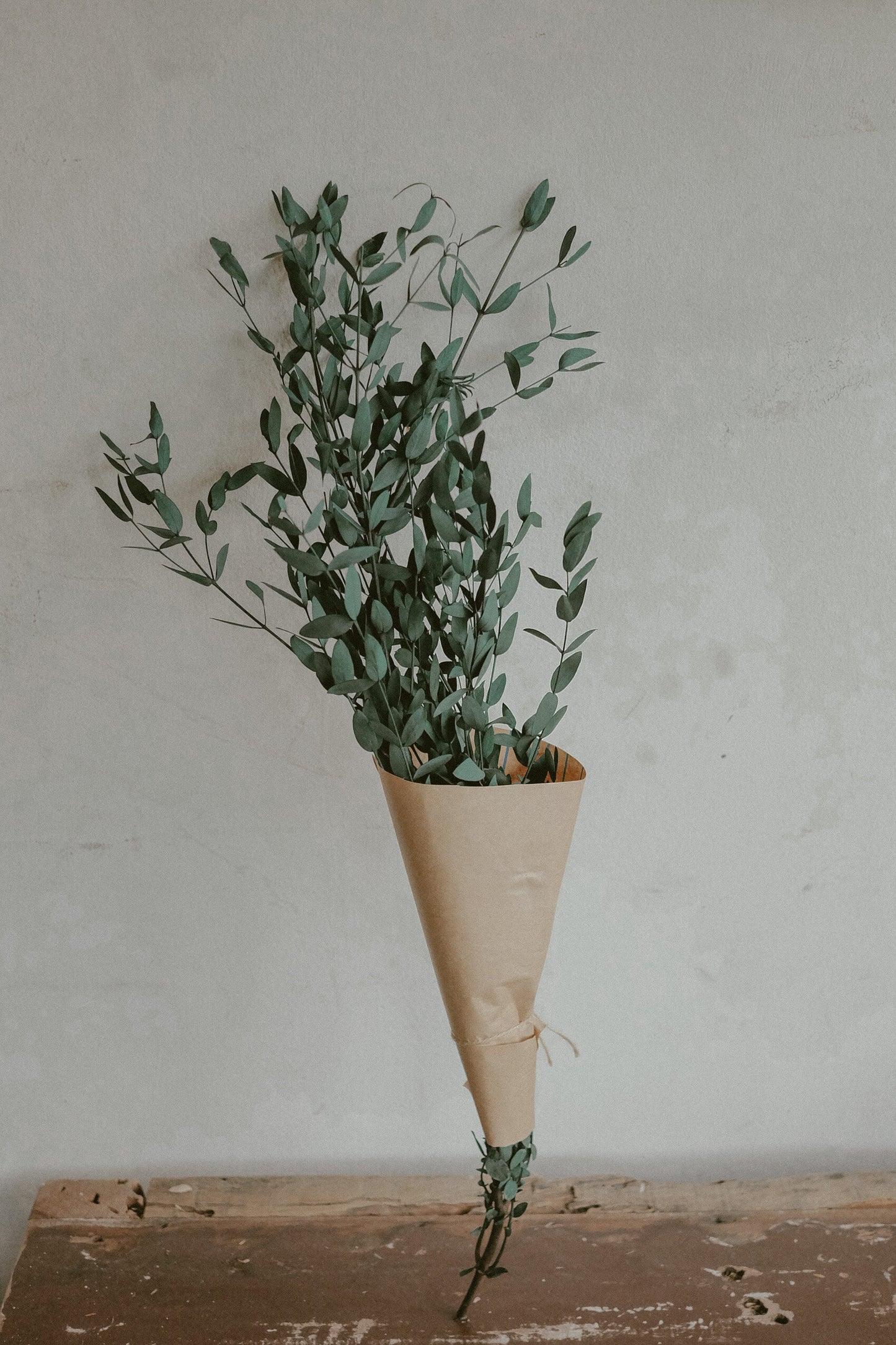 Eucalyptus Parvifolia (Dried)