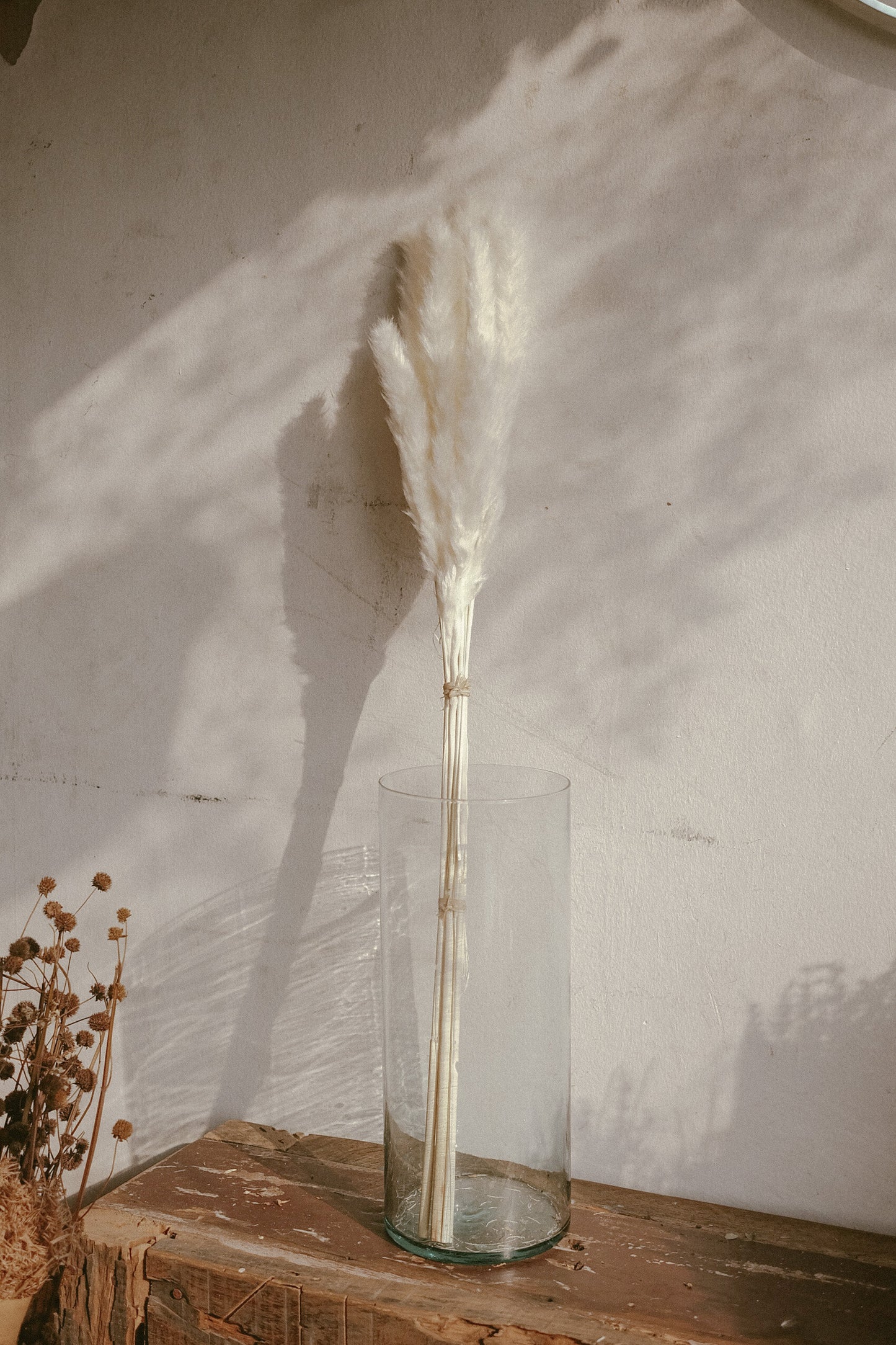 Pampas