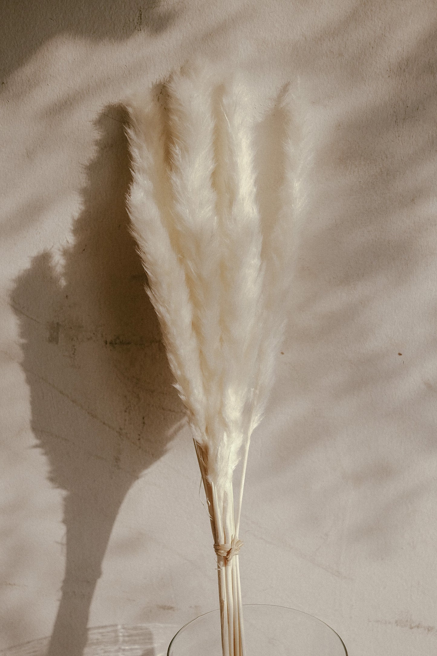 Pampas