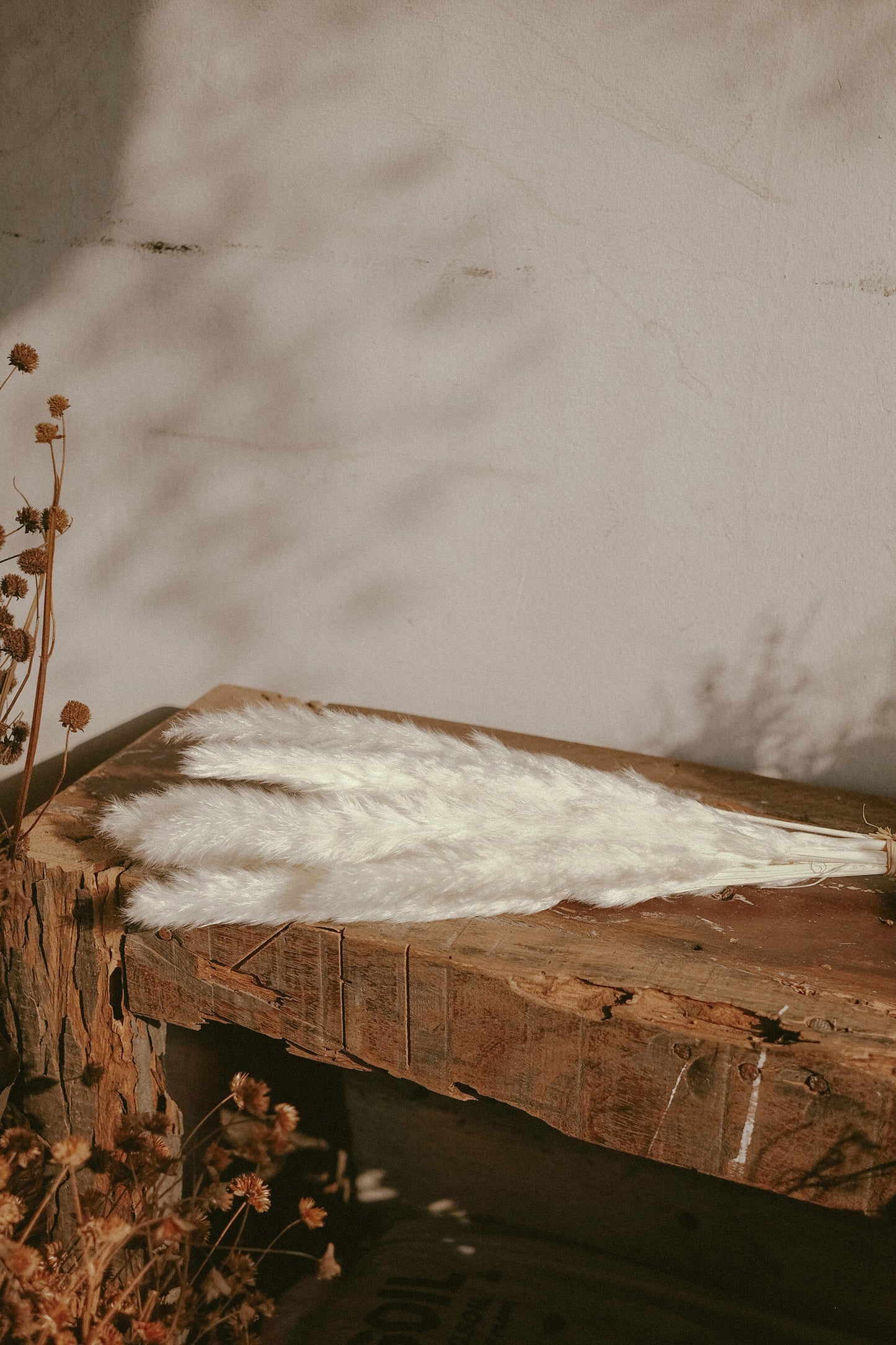 Pampas