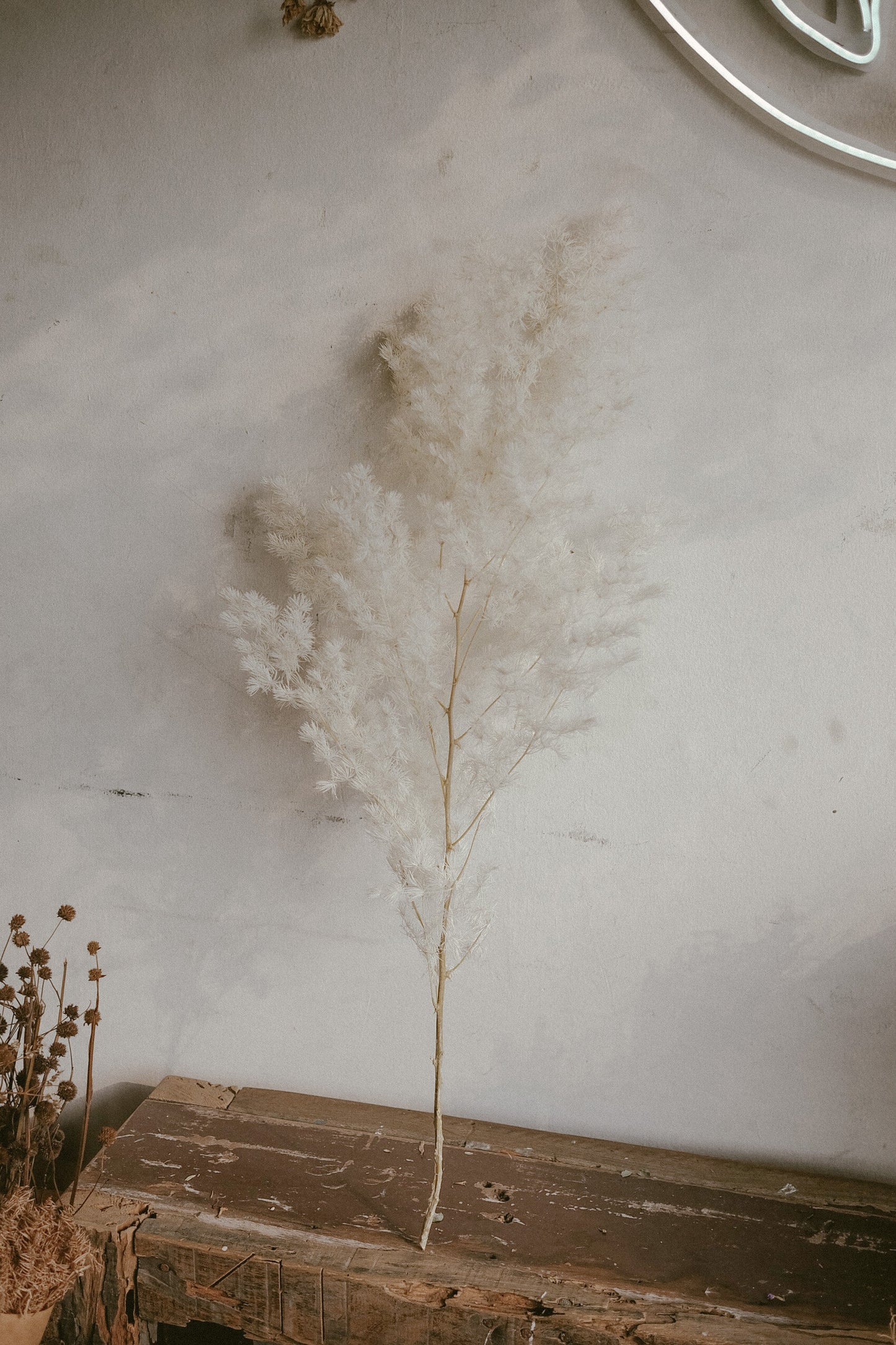 White Ming Fern