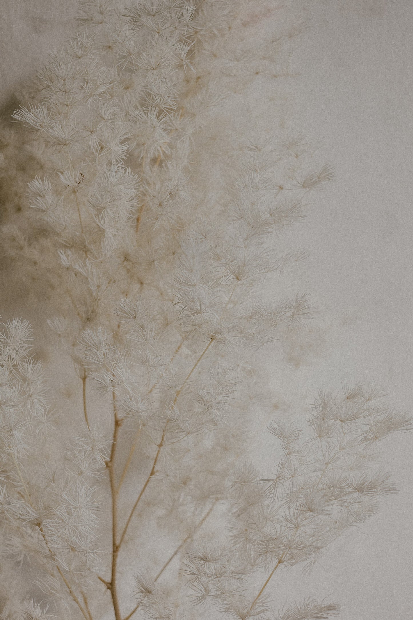 White Ming Fern