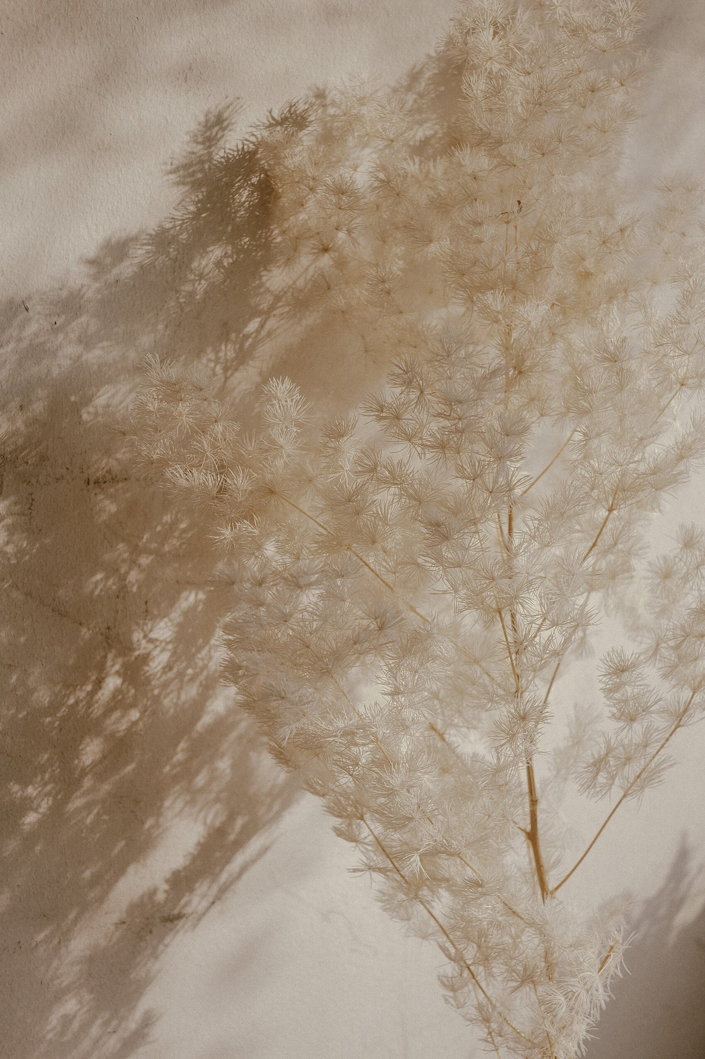 White Ming Fern