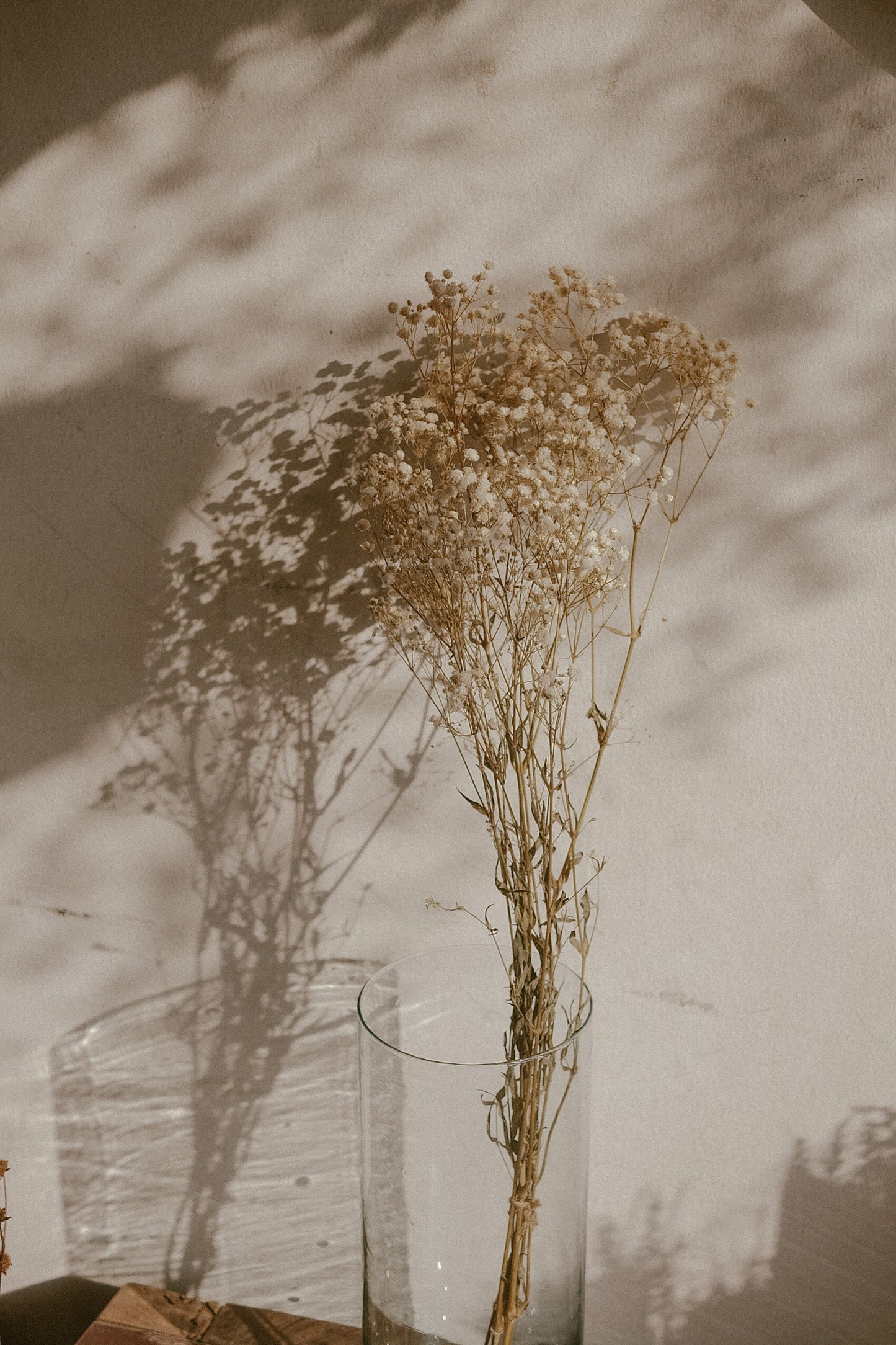 Dried Gypsophila