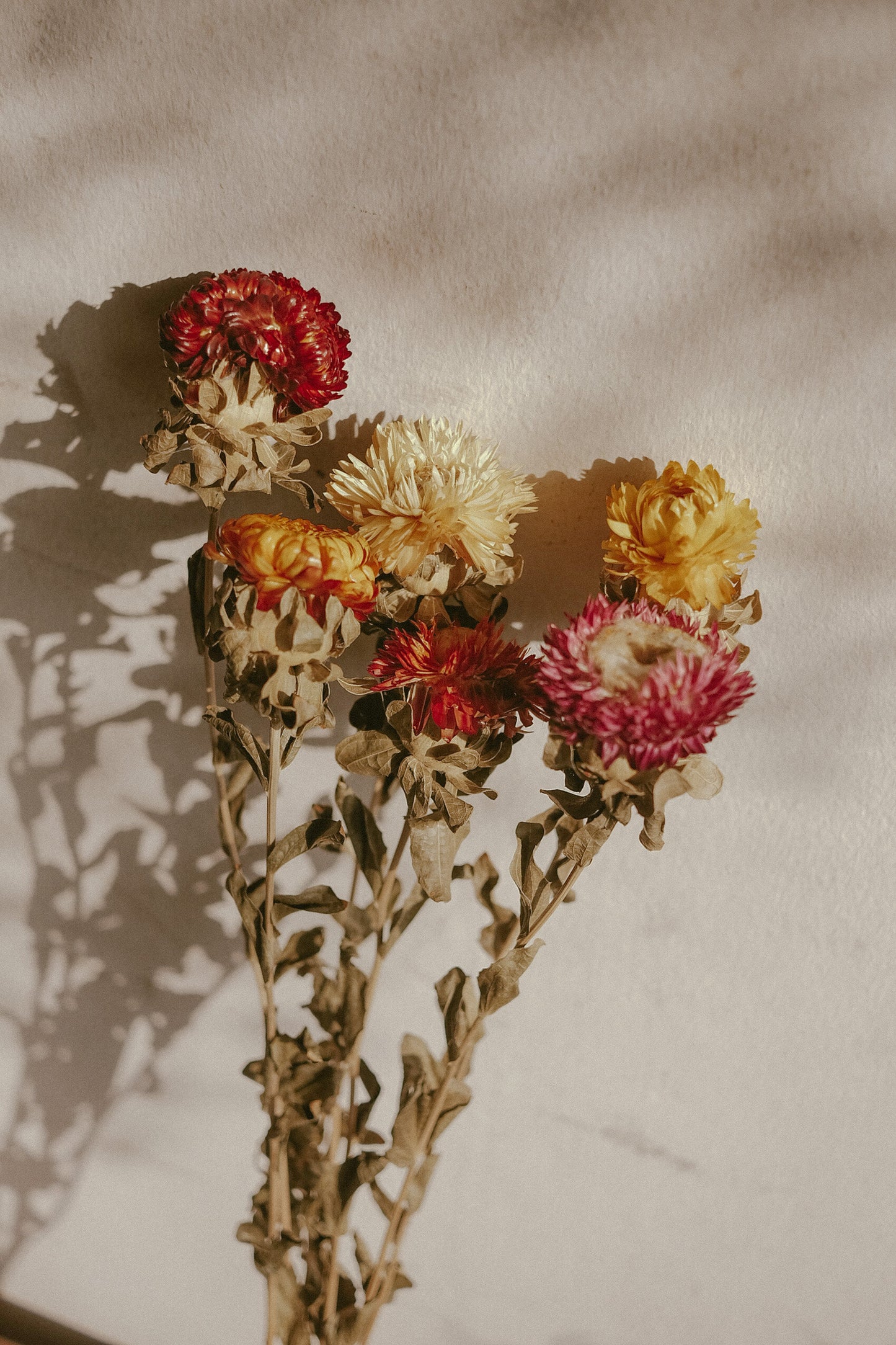 Everlasting (Dried)