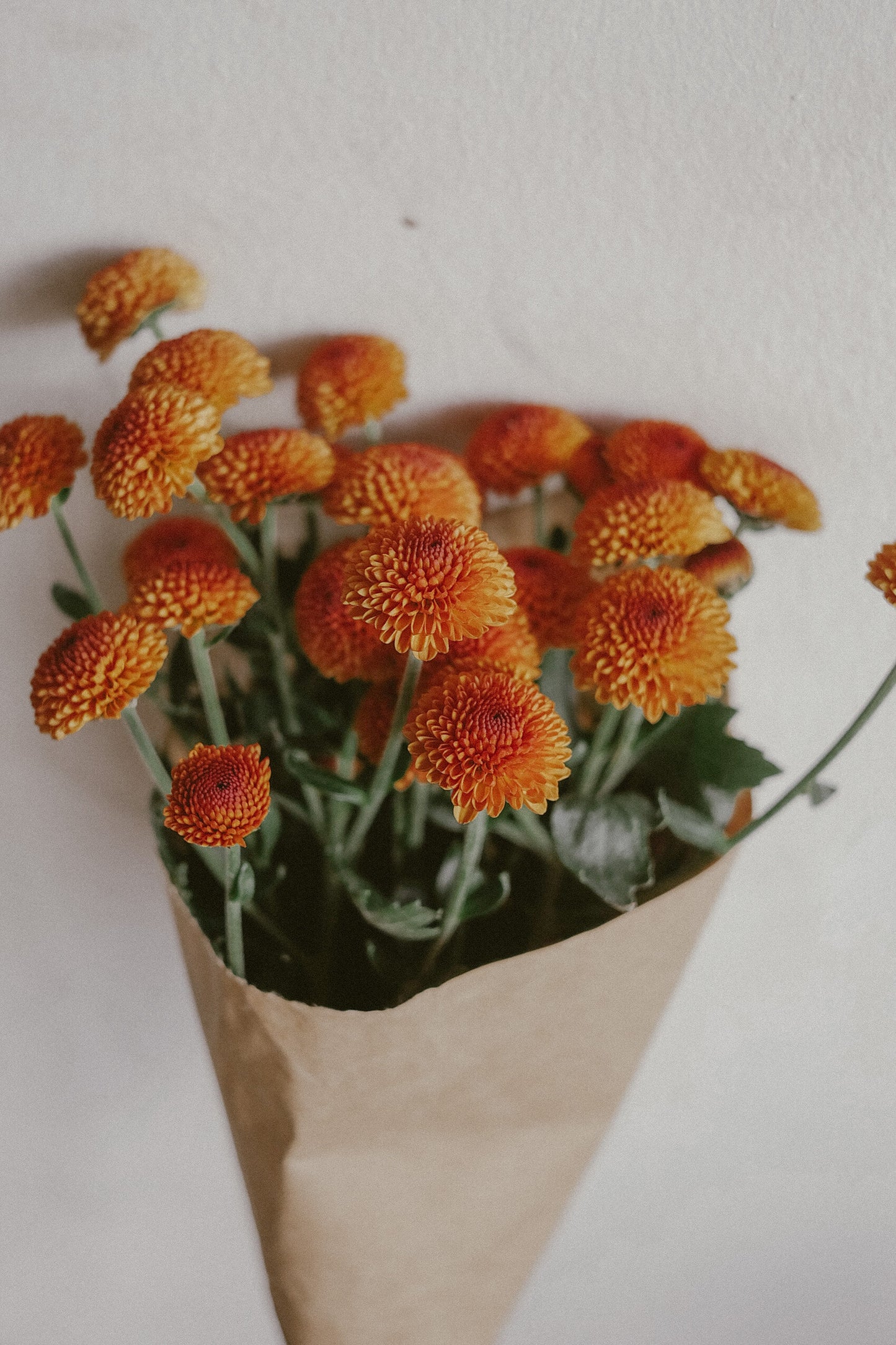 Button mums