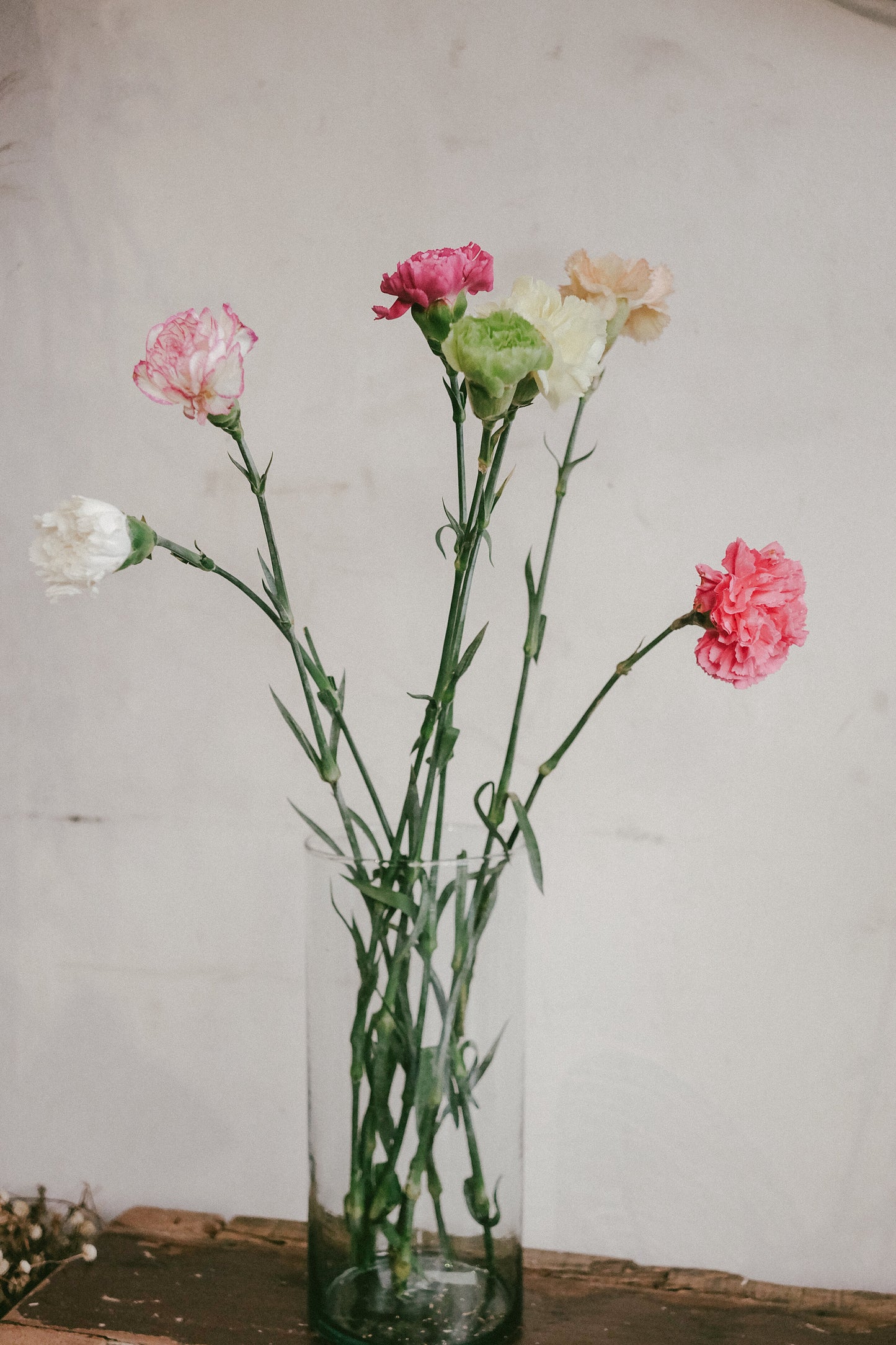 Carnations
