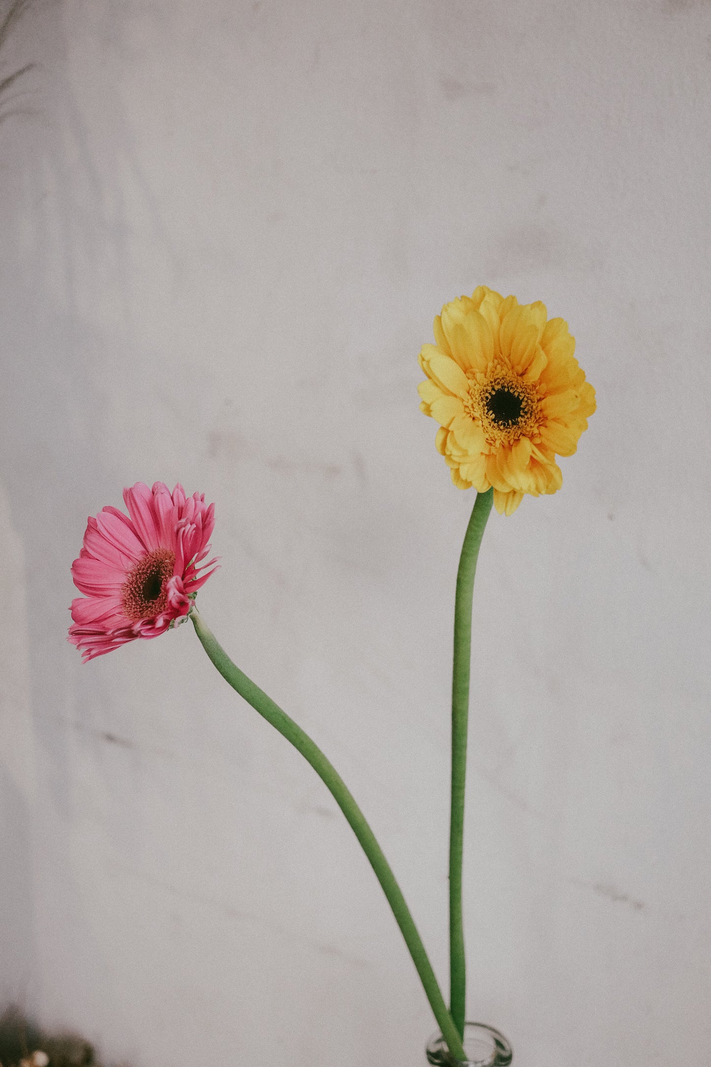 Gerbera